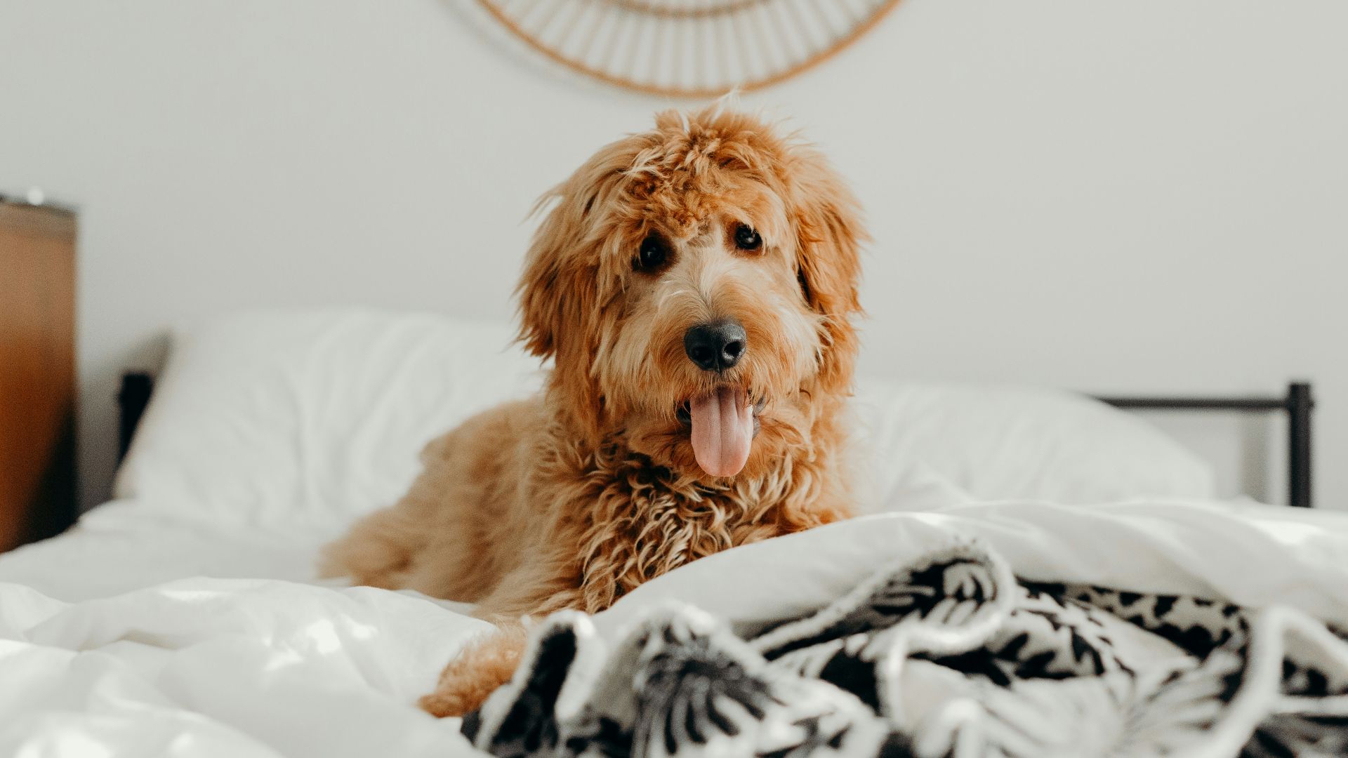 short-coated brown dog on bed