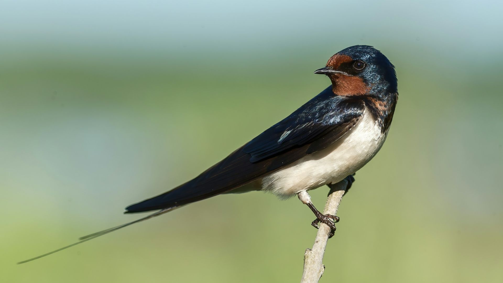 blue white and brown bird on brown tree branch