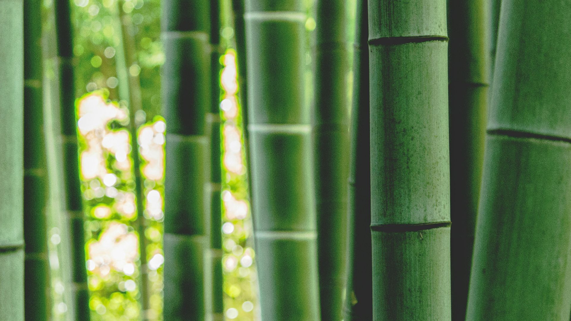 green bamboo tree during daytime