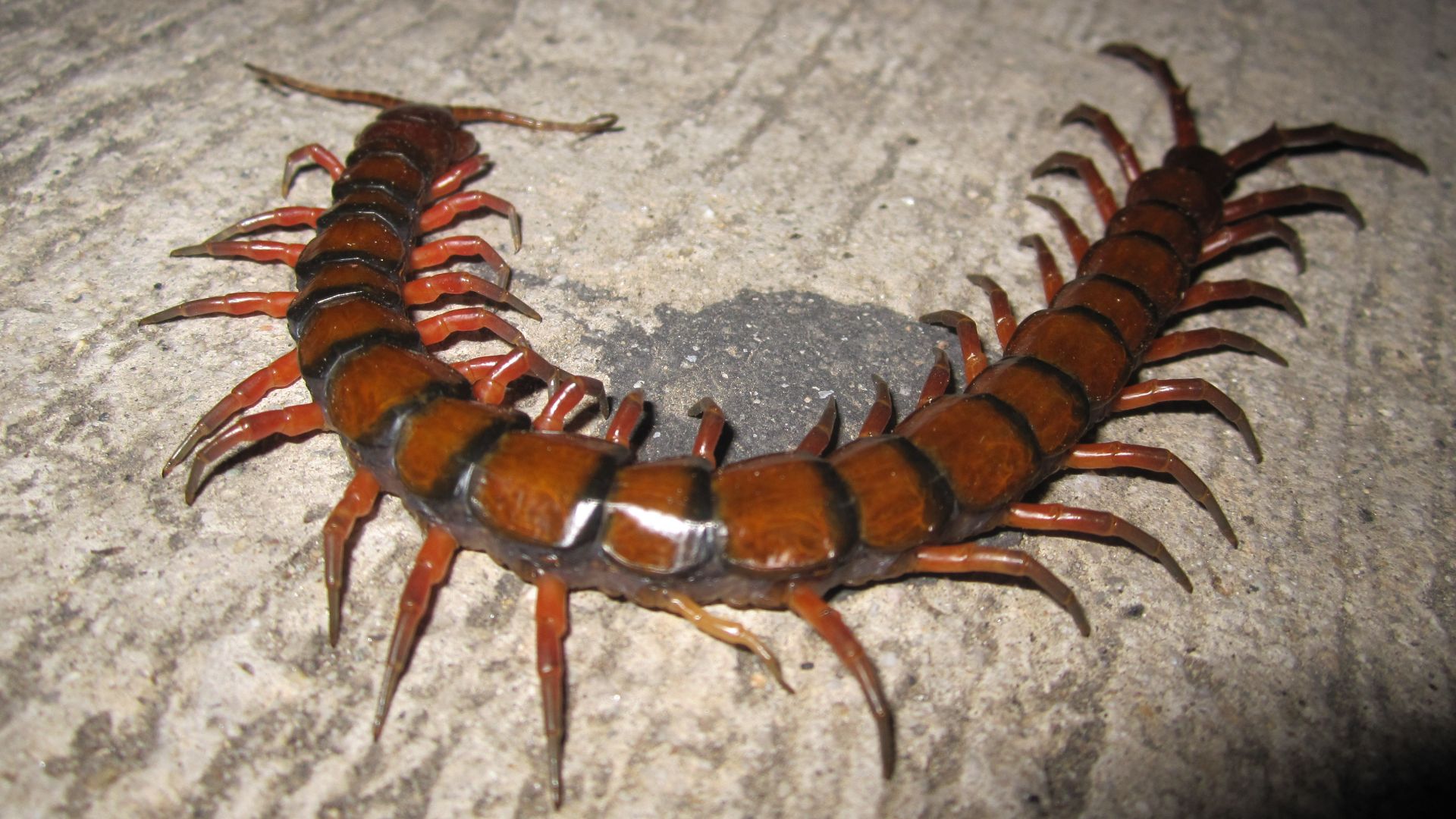 File:Scolopendra gigantea.jpg