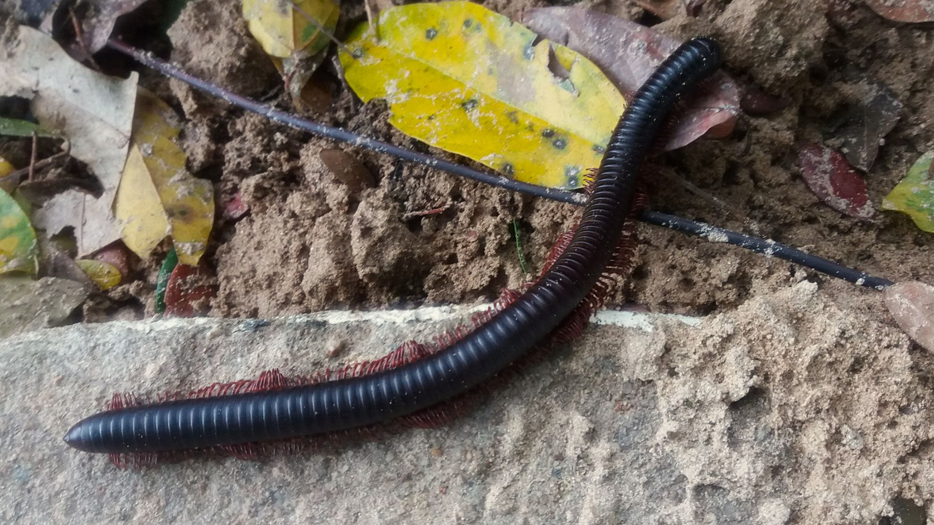 File:Giant forest millipede.jpg