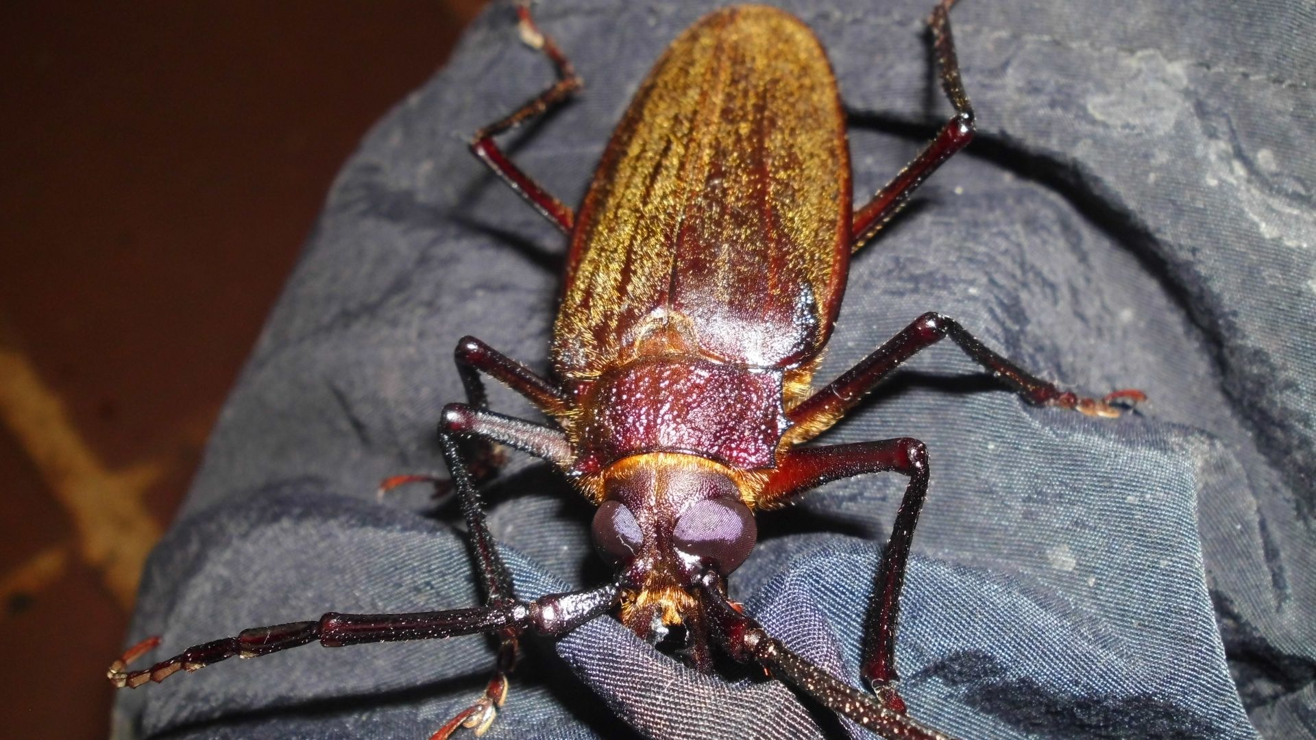 File:TITANUS GIGANTEUS.jpg