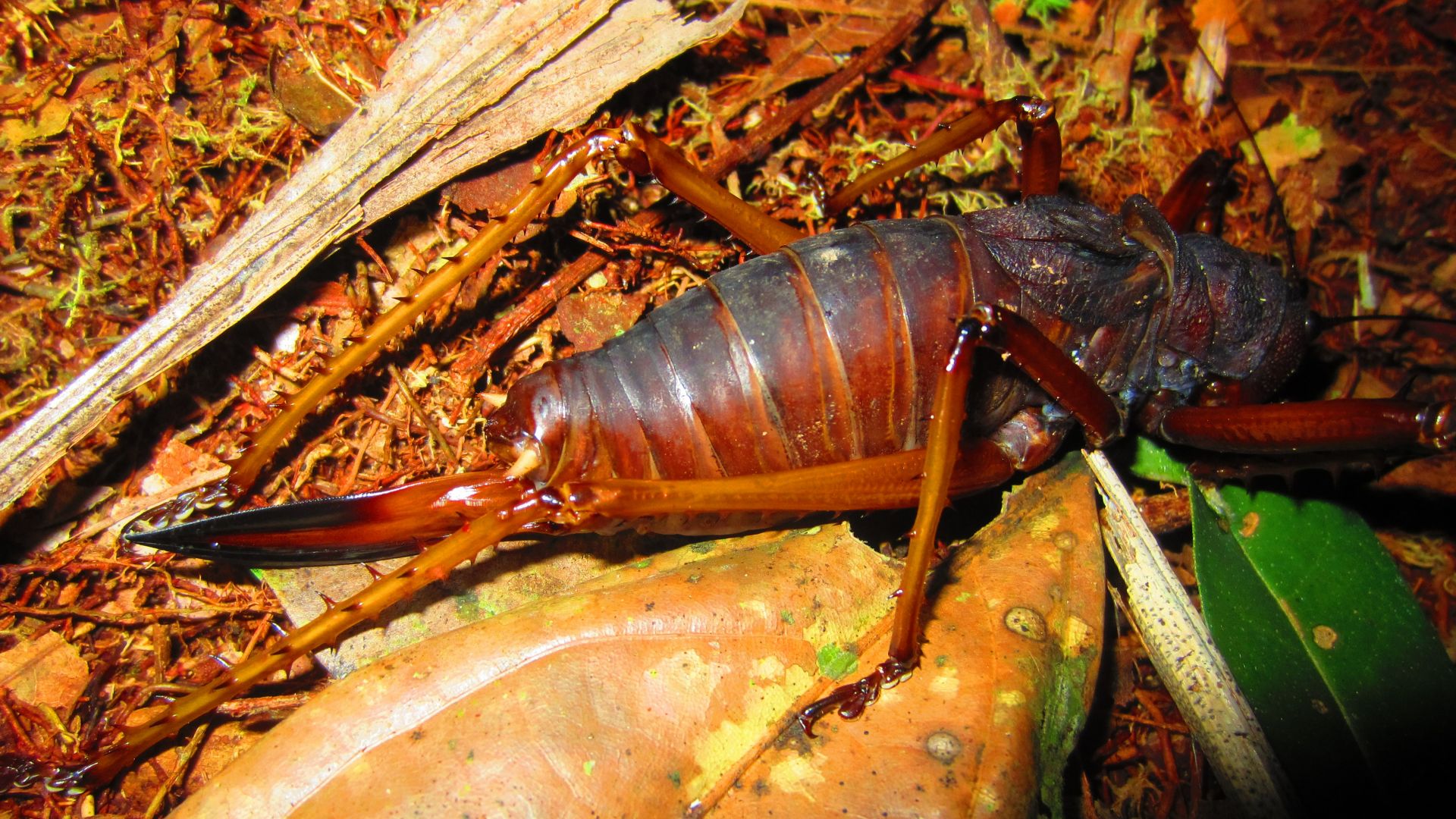 File:Panoploscelis specularis-female.JPG