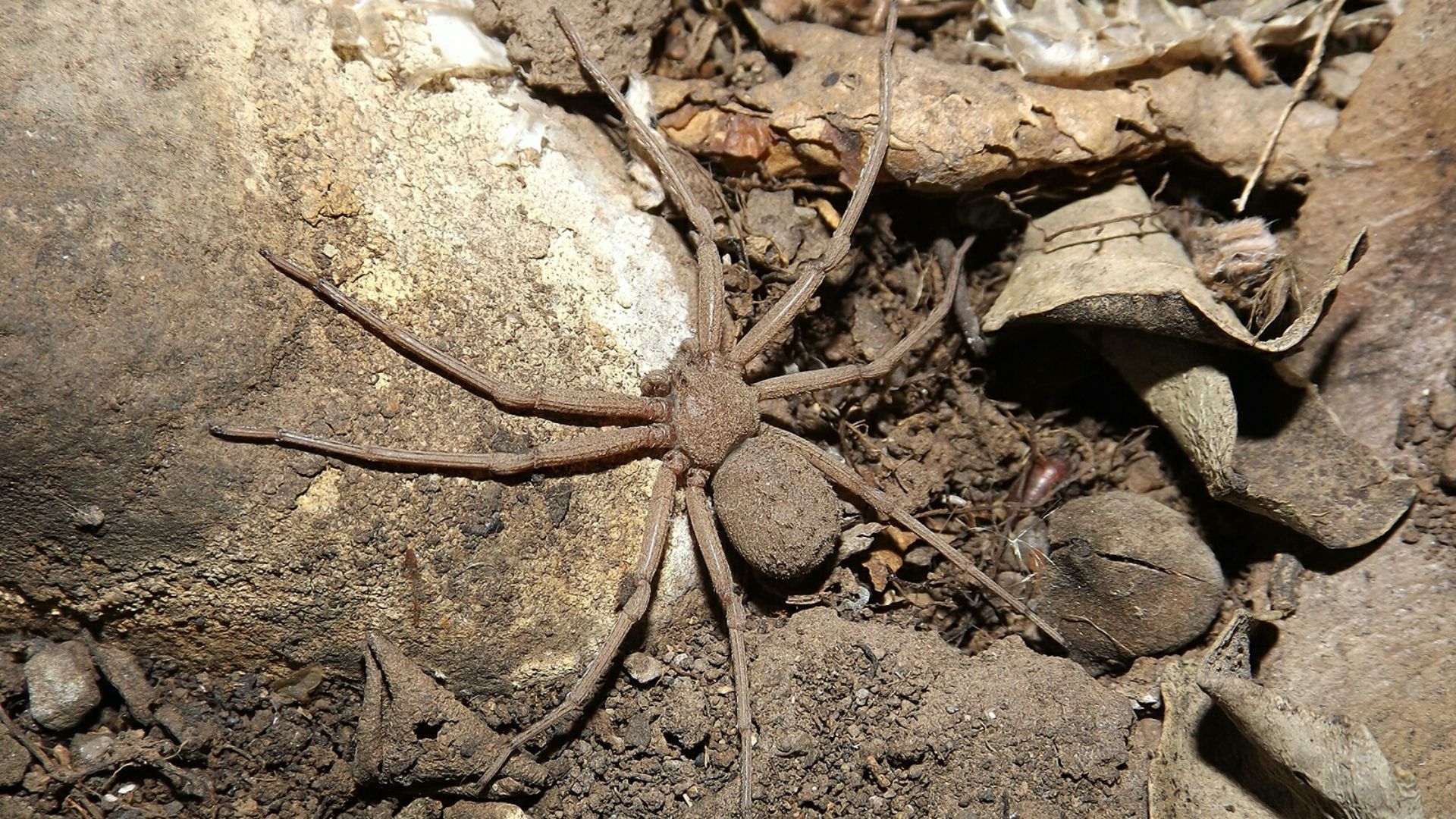 File:Sicarius thomisoides.jpg