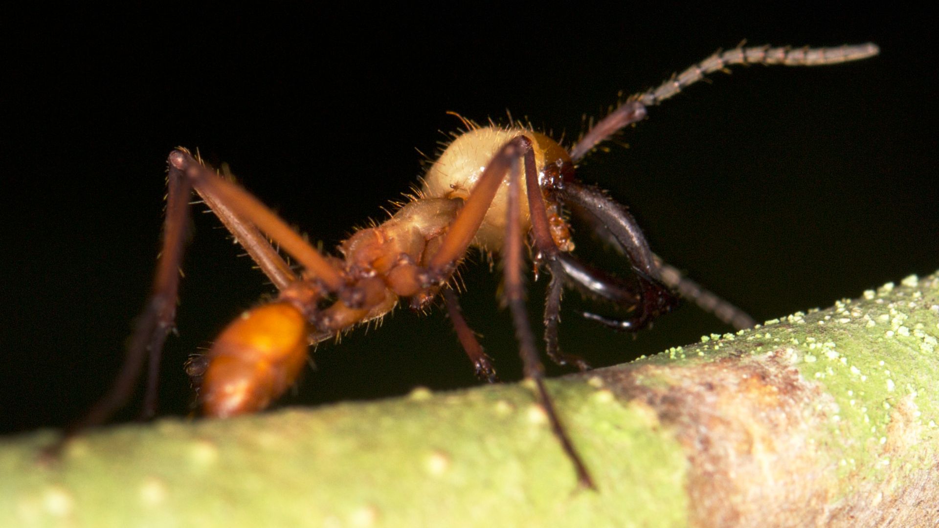 File:Eciton burchellii (14336577830).jpg