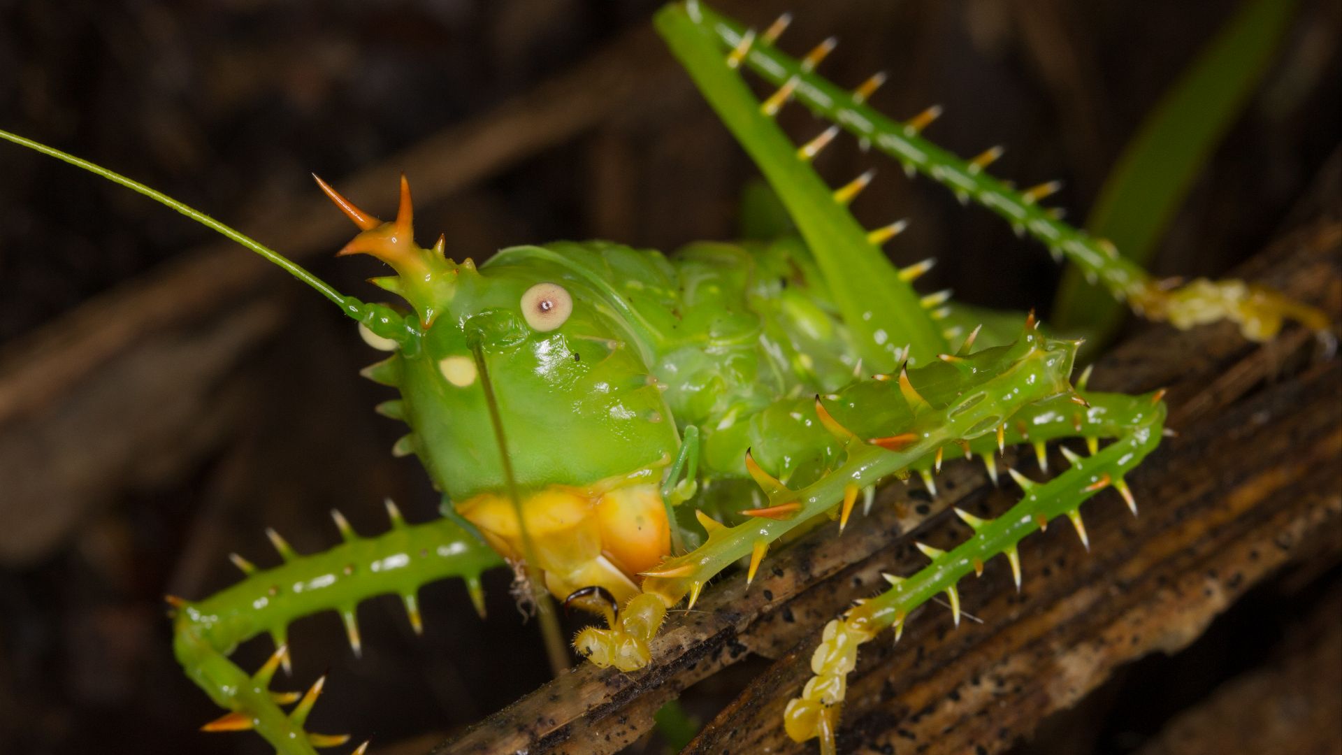 File:Panacanthus cuspidatus (14988851498).jpg
