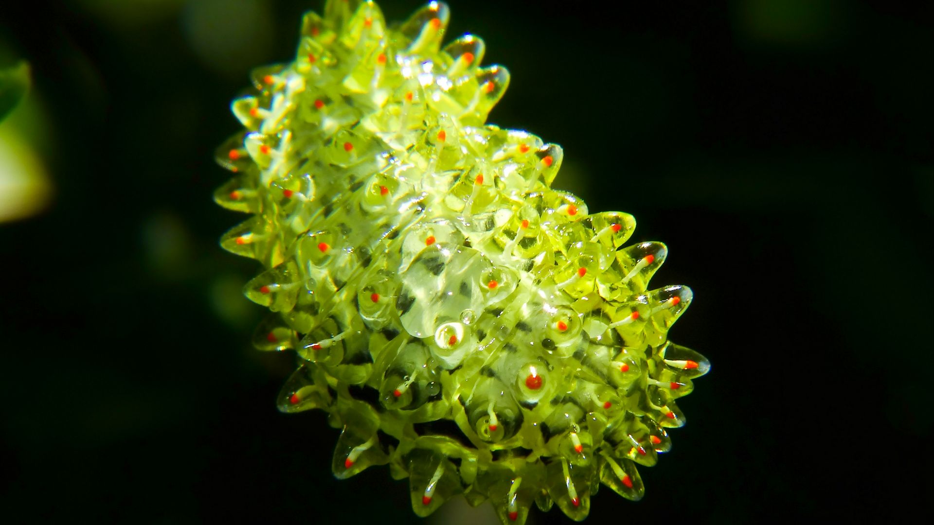 File:Crystal caterpillar, Acraga Coa.jpg