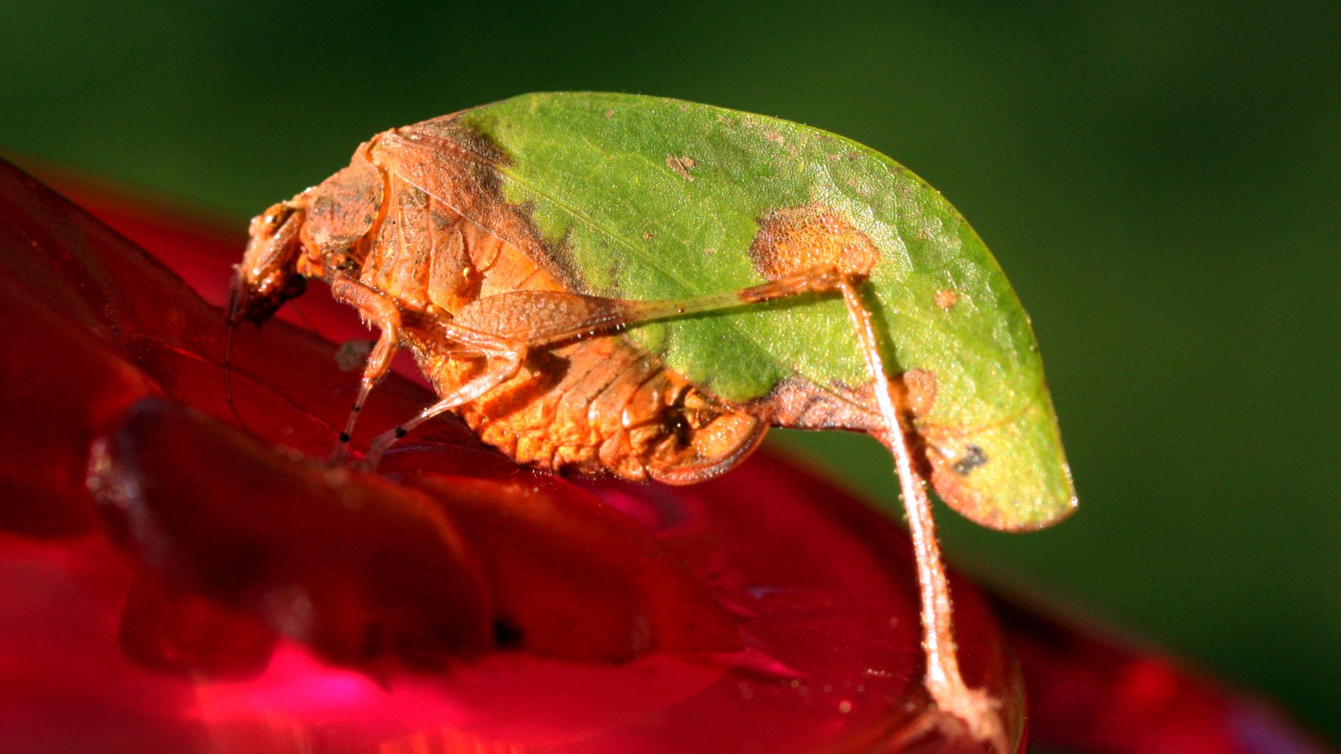 File:Leaf-mimic katydid (Pycnopalpa bicordata).jpg