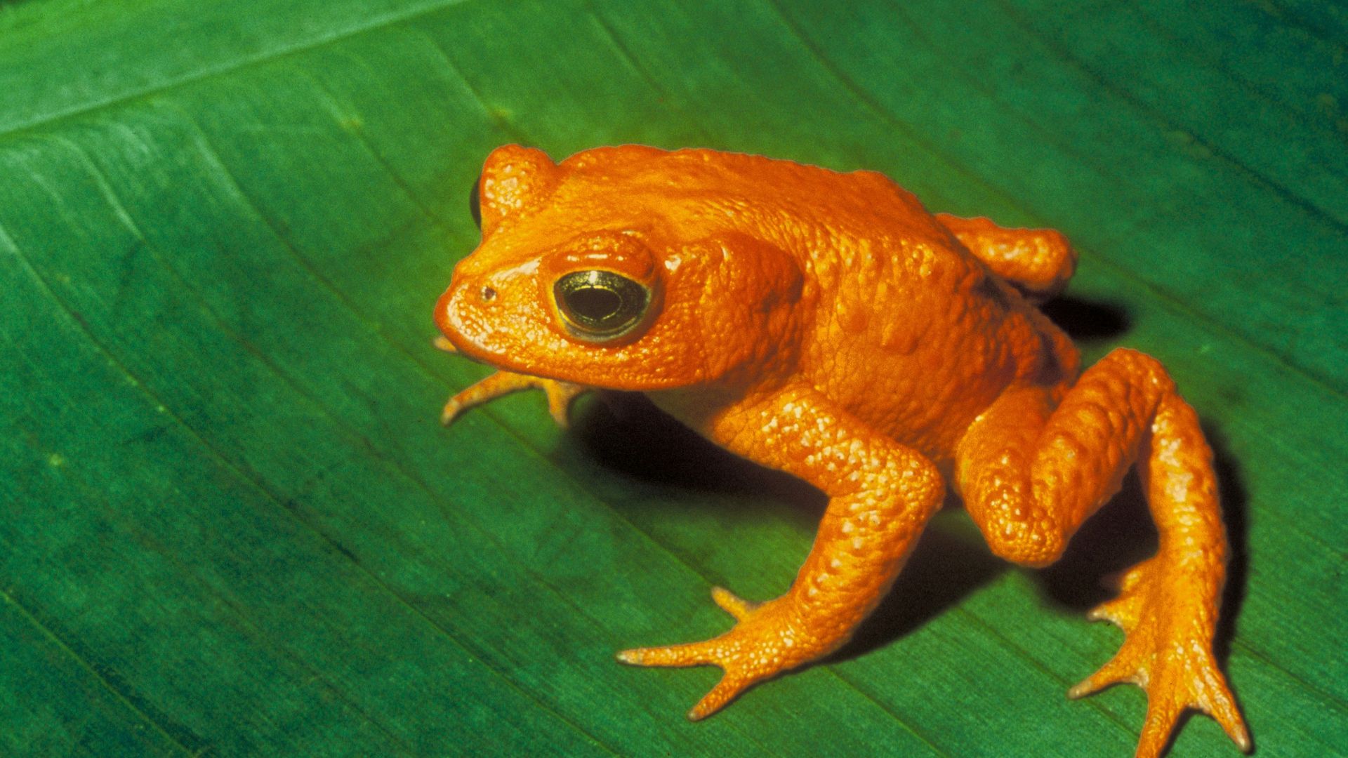 File:Bufo periglenes2.jpg - Wikipedia