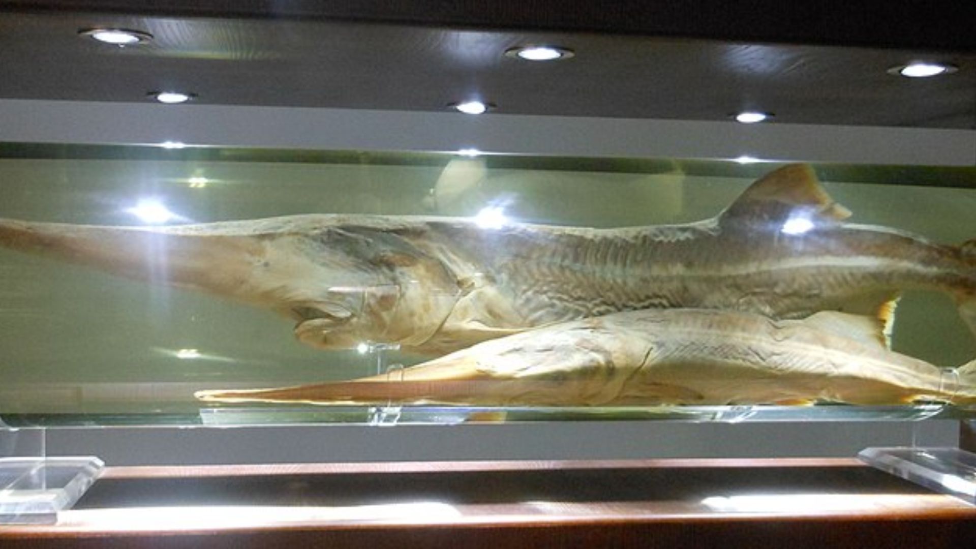 File:A specimen of Psephurus gladius, Museum of Hydrobiological ...