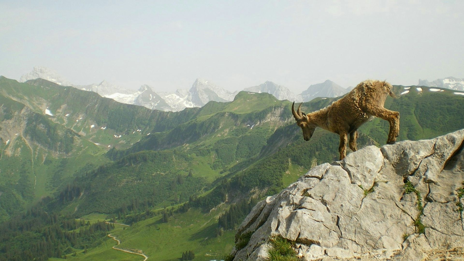 brown mountain ram standing on gray rock mountain