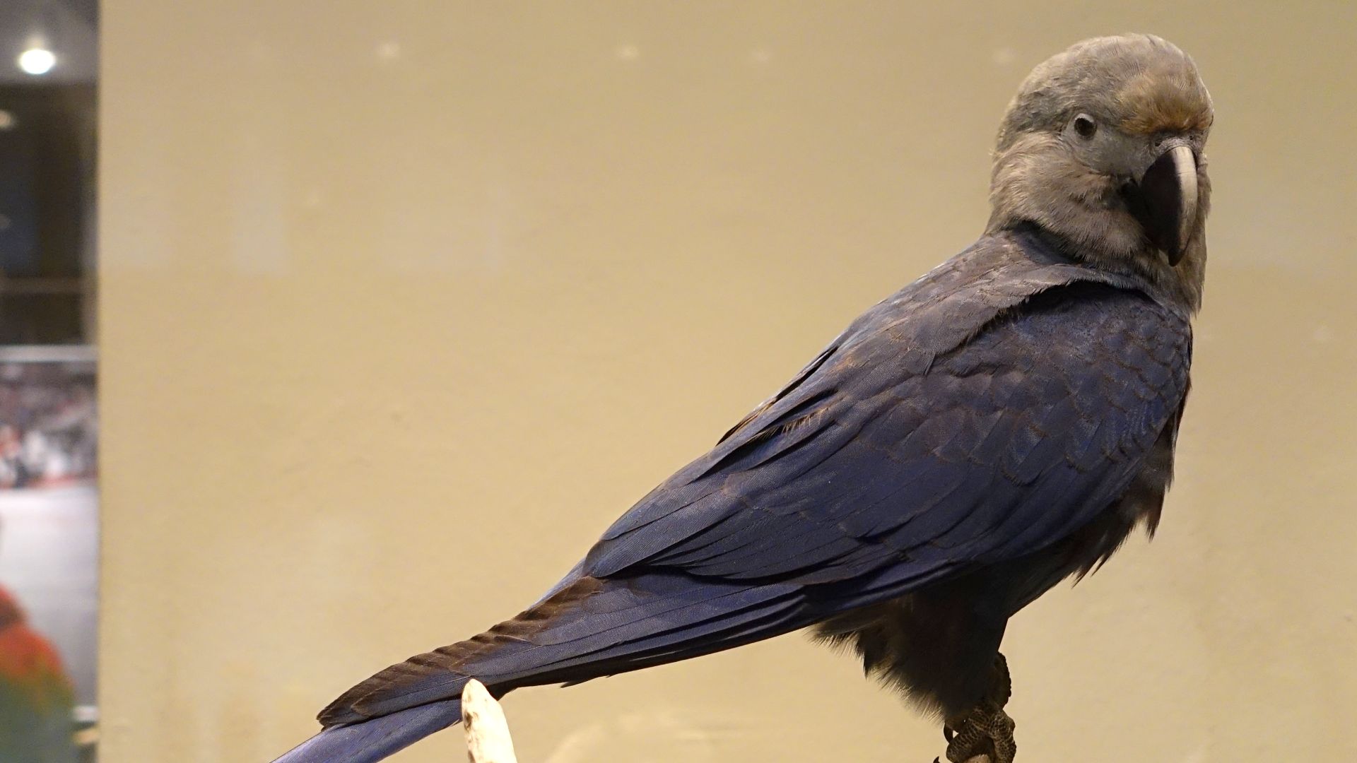 File:Cyanopsitta spixii - Museum fur Naturkunde, Berlin - DSC00194.JPG