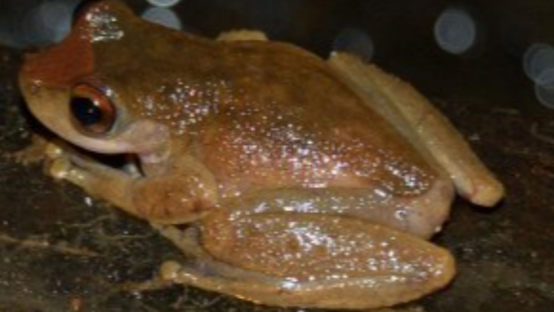 Fitxategi:Litoria rheocola back.JPG - Wikipedia, entziklopedia askea.