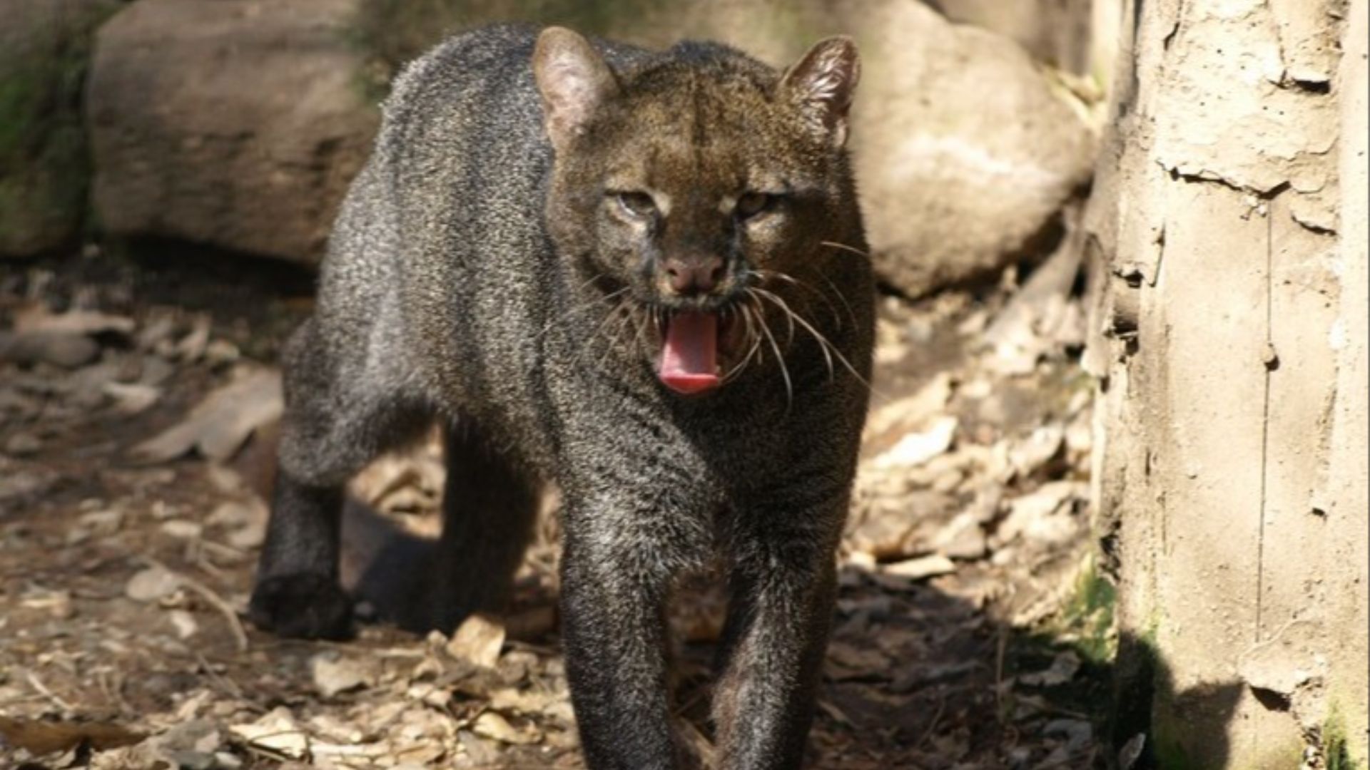 File:Herpailurus yagouaroundi Jaguarundi ZOO Děčín.jpg - Wikipedia