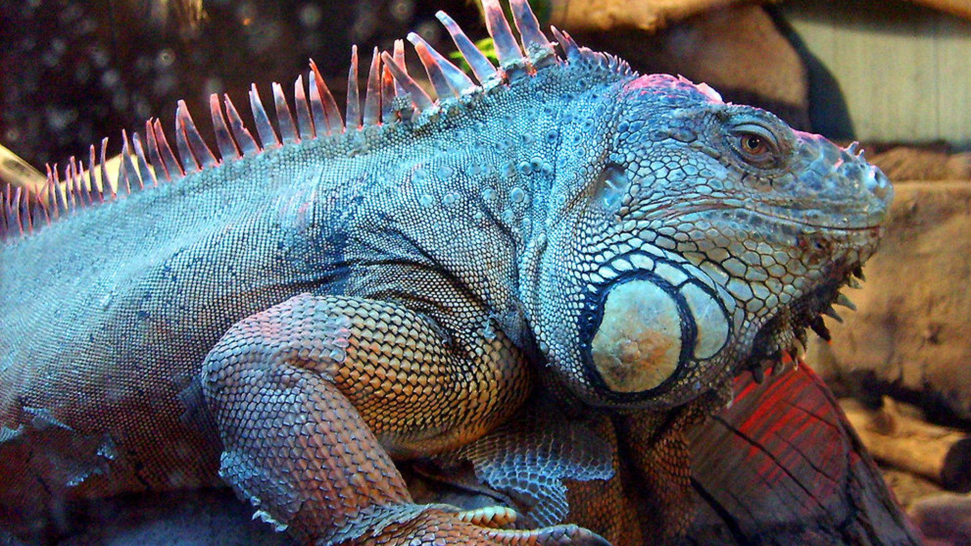 File:Iguana BuinZoo.jpg - Wikimedia Commons
