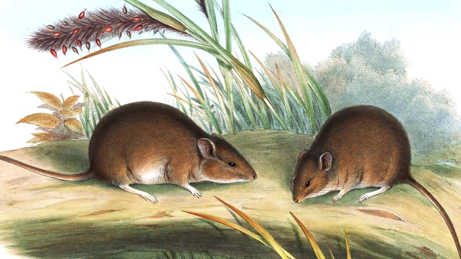 File:Pseudomys gouldii - Gould.jpg - Wikipedia