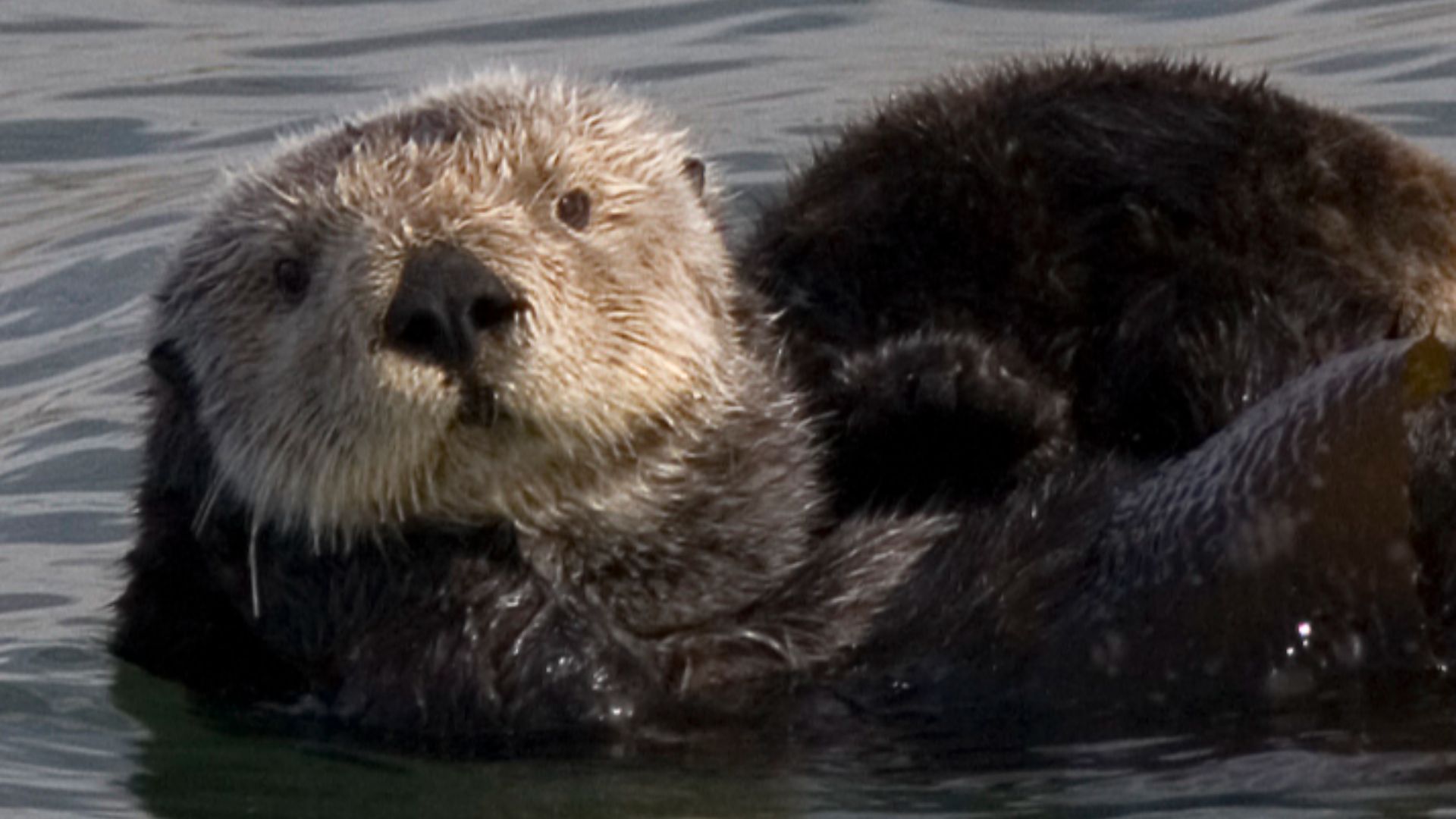 File:Sea otter cropped.jpg - Wikipedia