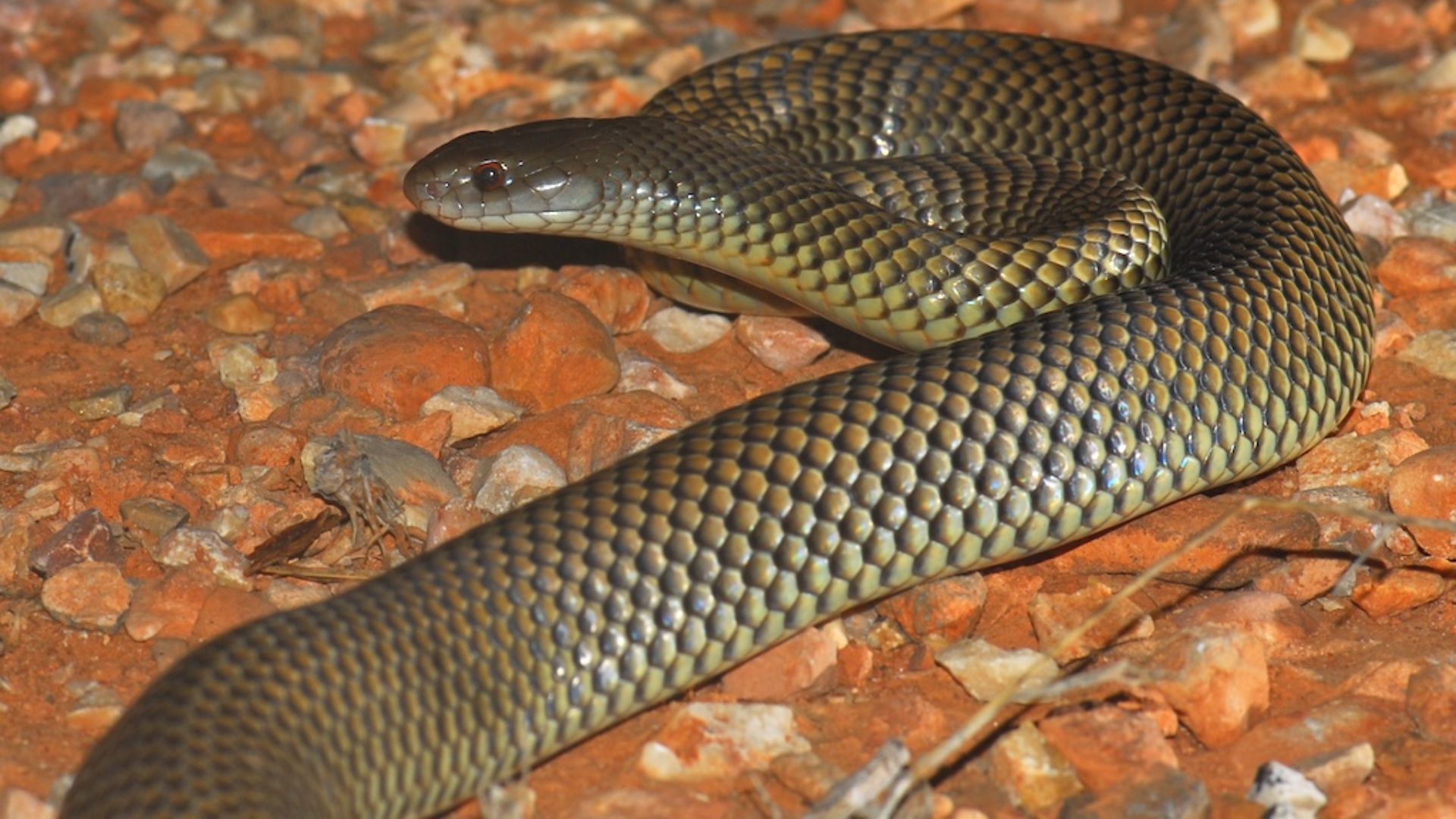 File:Pseudechis australis ugmedia.jpg