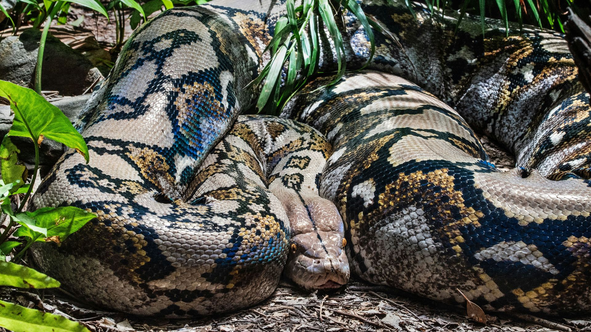 brown and black snake on ground