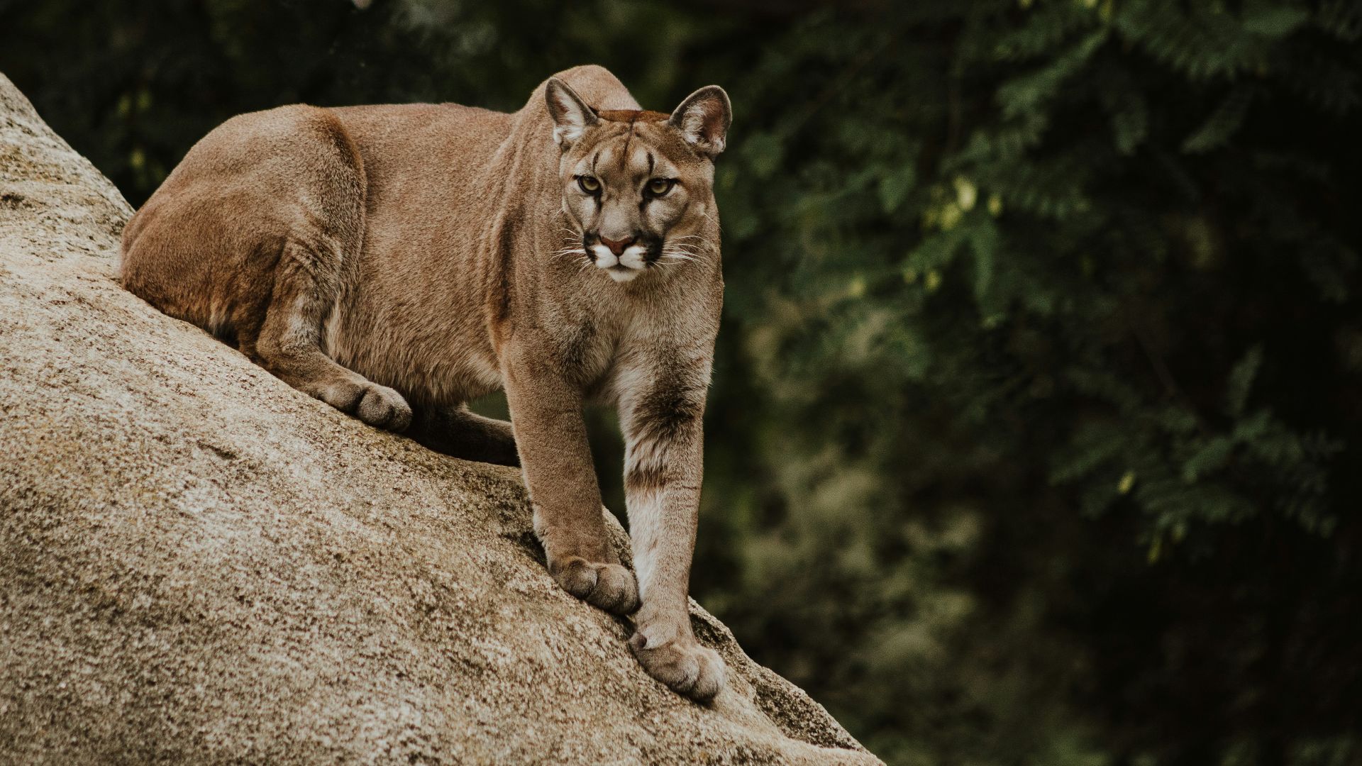 cougar on brown rock formation