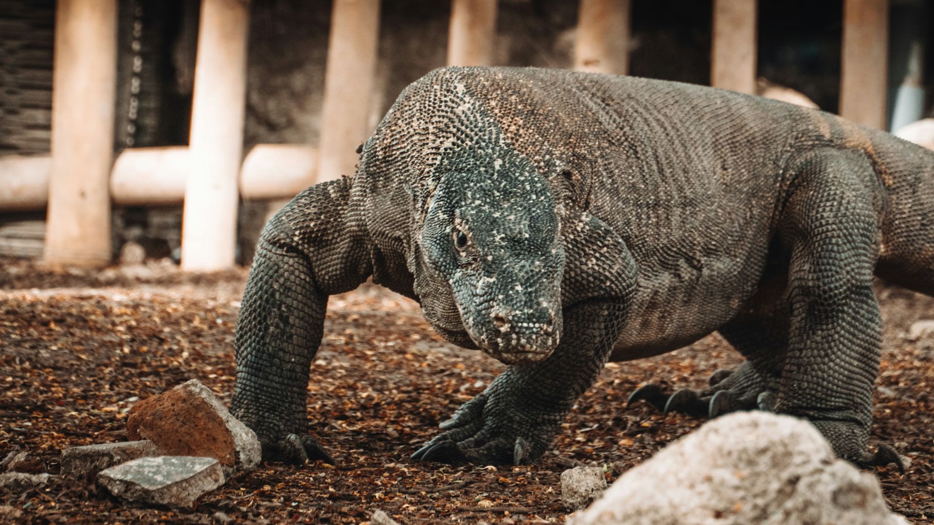 grey and white animal walking on brown soil