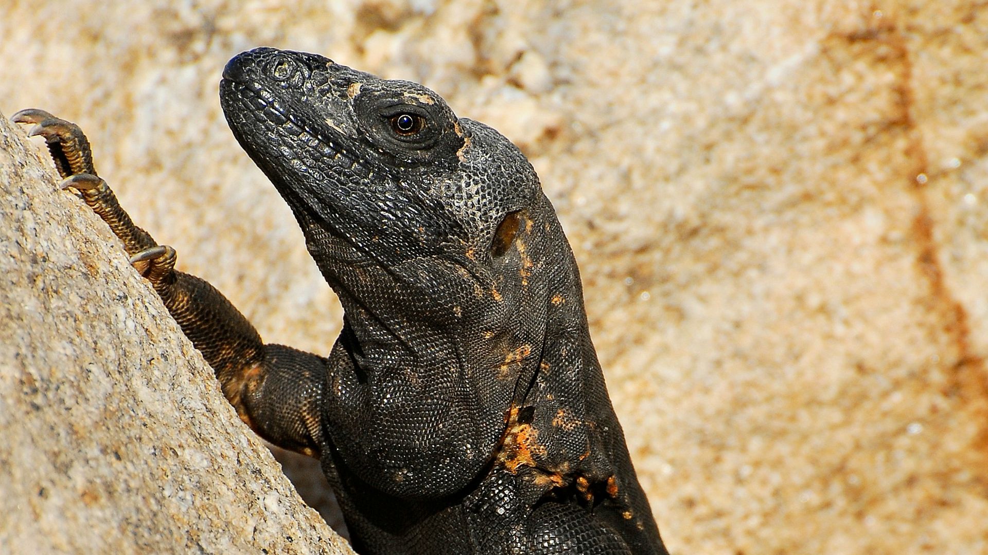 A lizard is climbing up a large rock