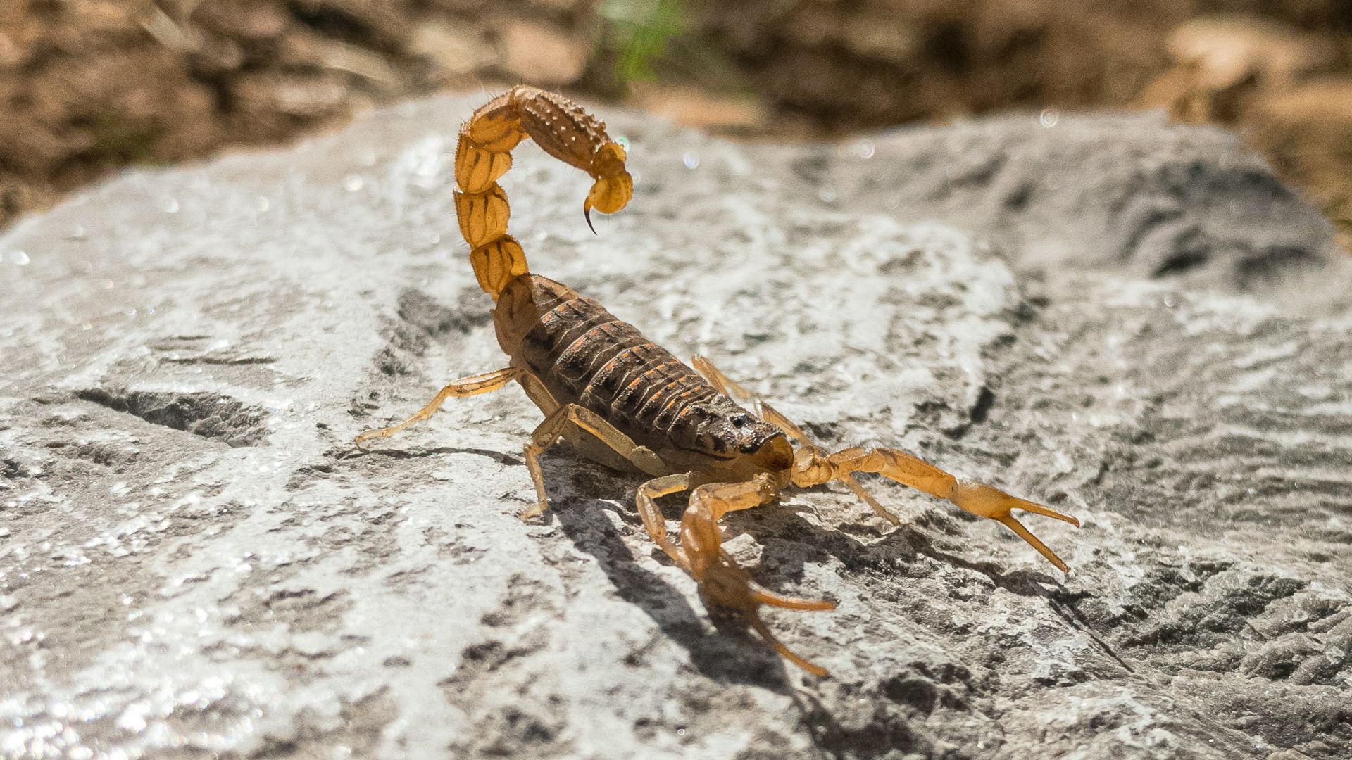 brown and black striped spider on gray rock
