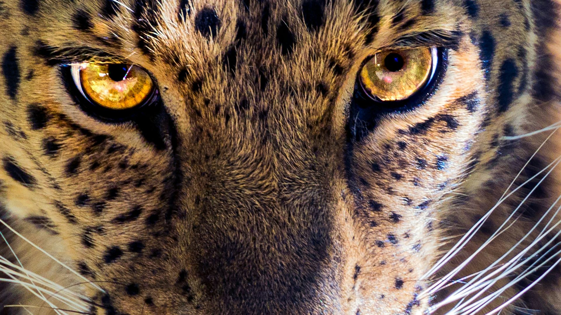 brown and black leopard illustration