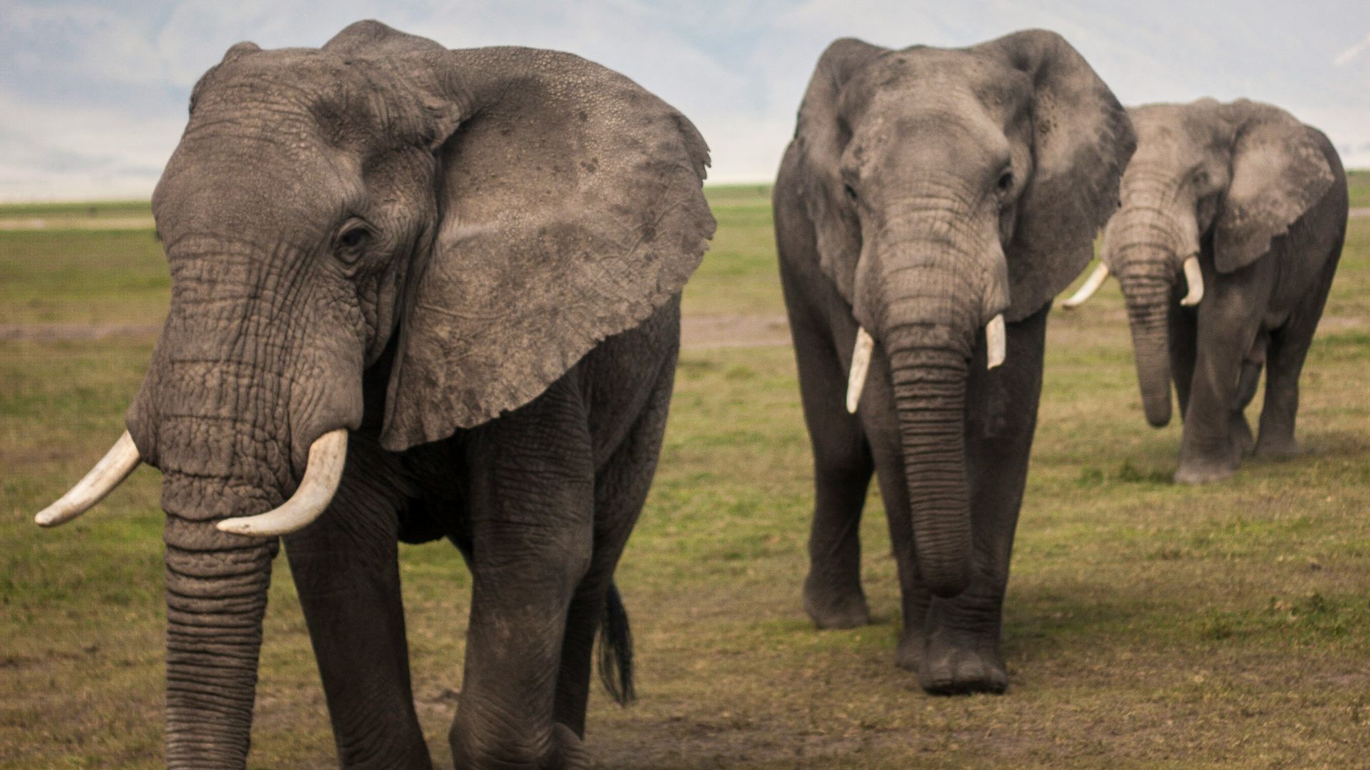 three elephants walking on grass field during day