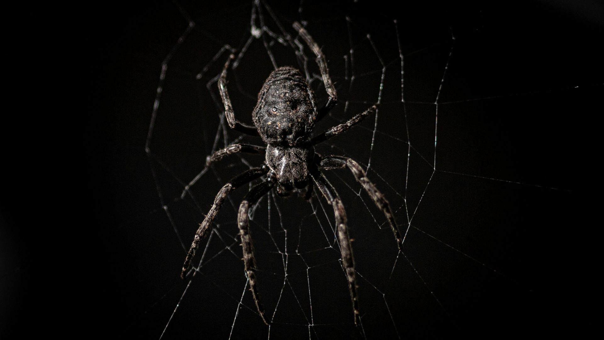 brown spider on web in close up photography