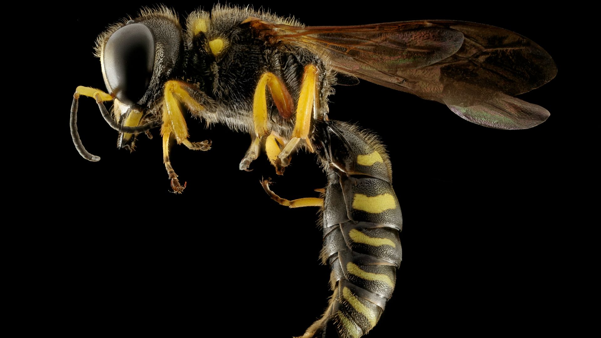 black and yellow bee on black background