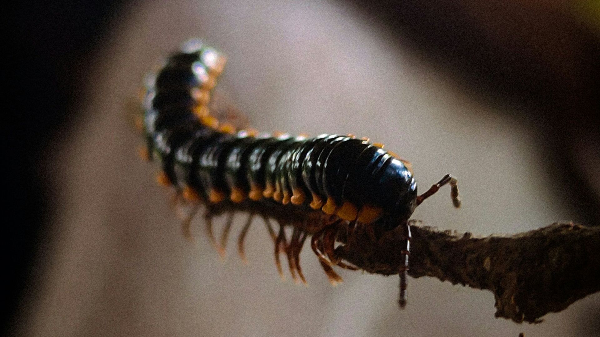 a caterpillar crawling on a twig