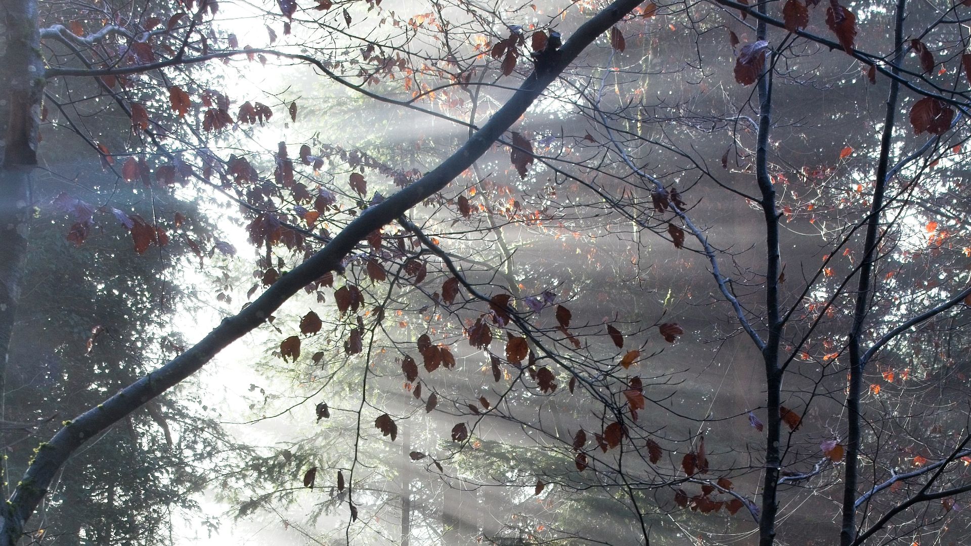 a group of trees with flowers