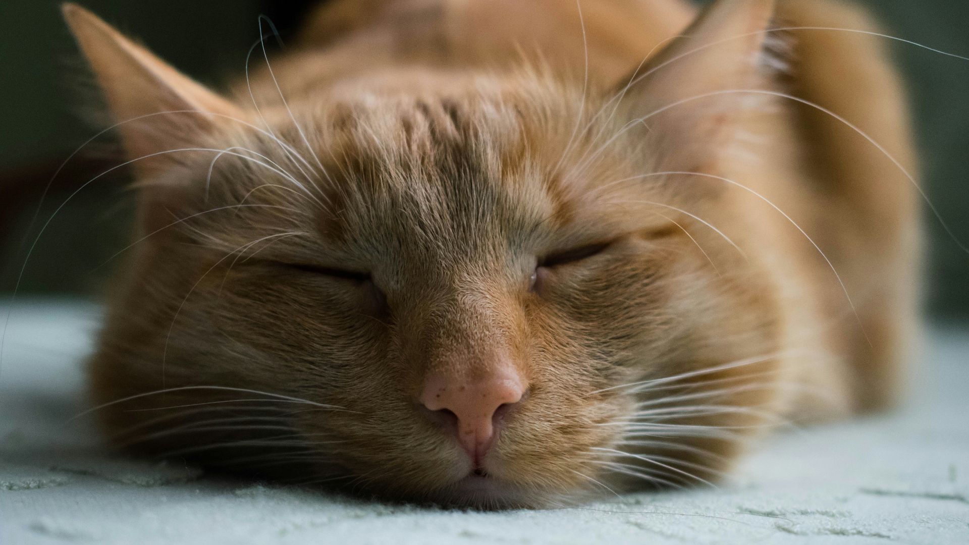 orange tabby cat sleeping on white textile