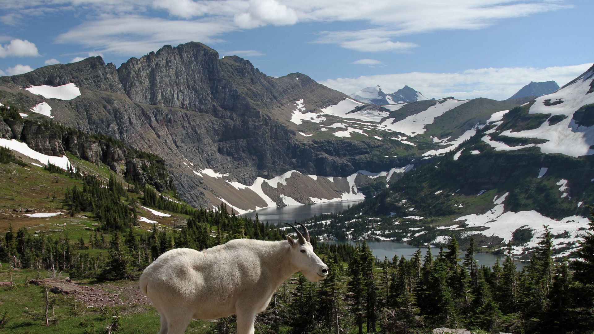 File:Mountain Goat at Hidden Lake.jpg