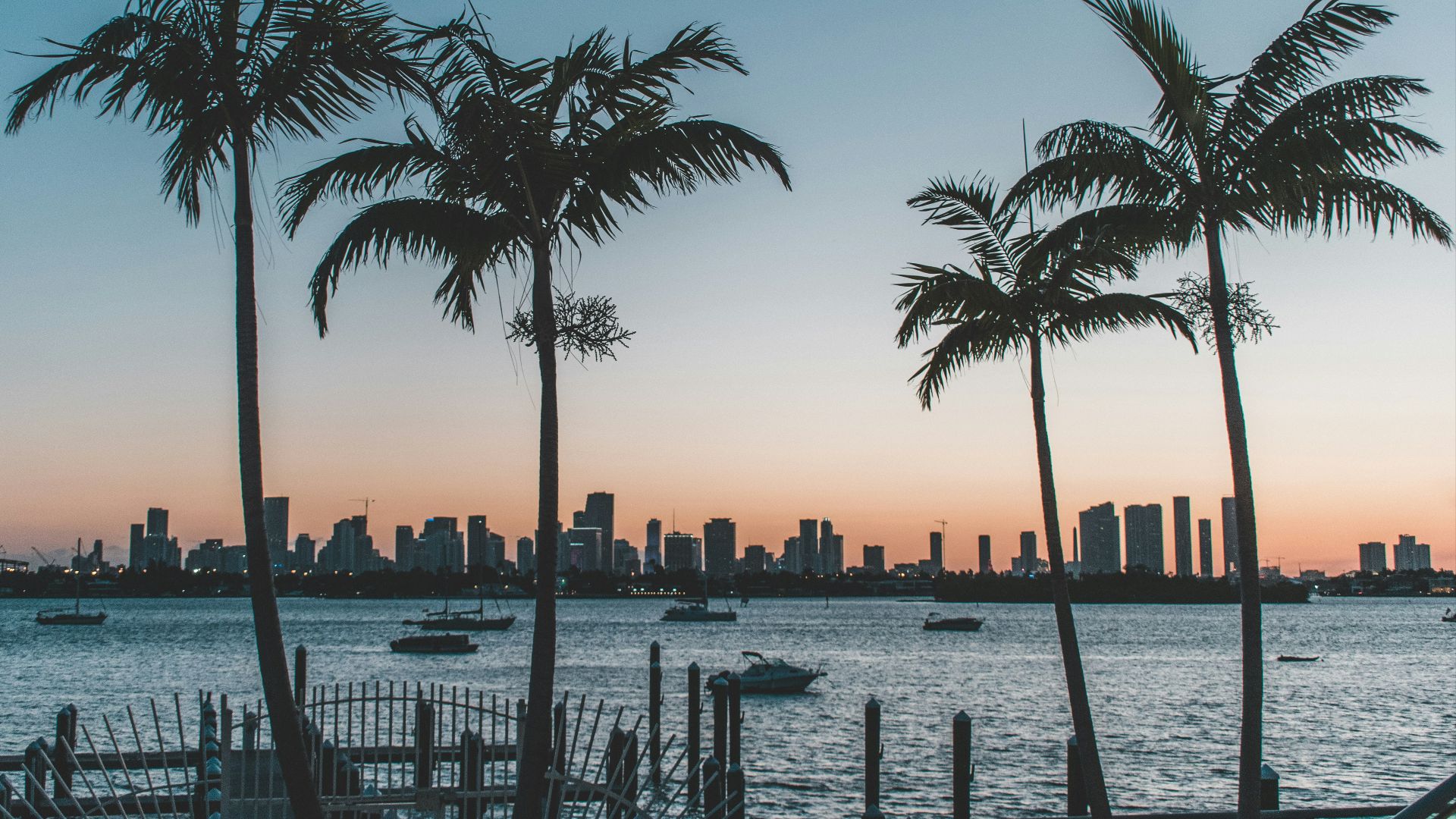 silhouette of palm trees near body of water during sunset