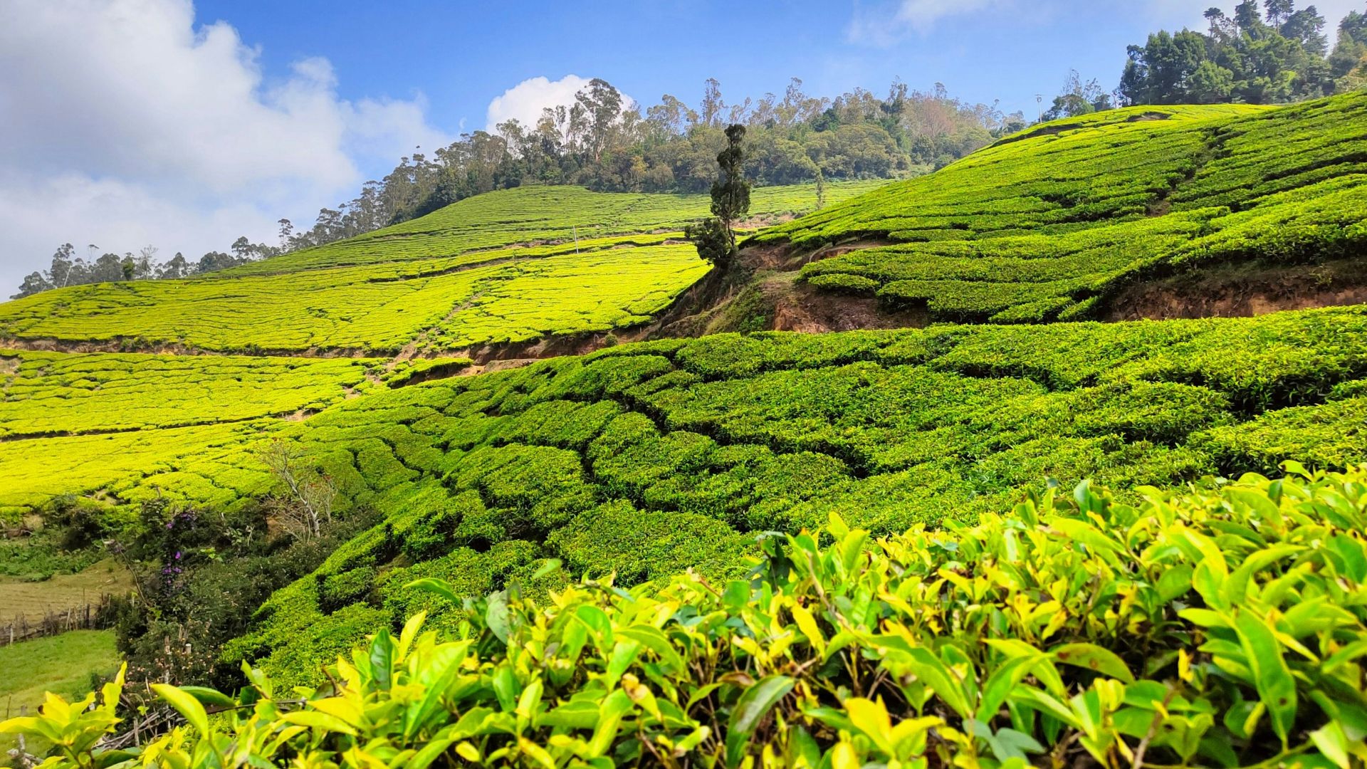 a man standing in the middle of a lush green field