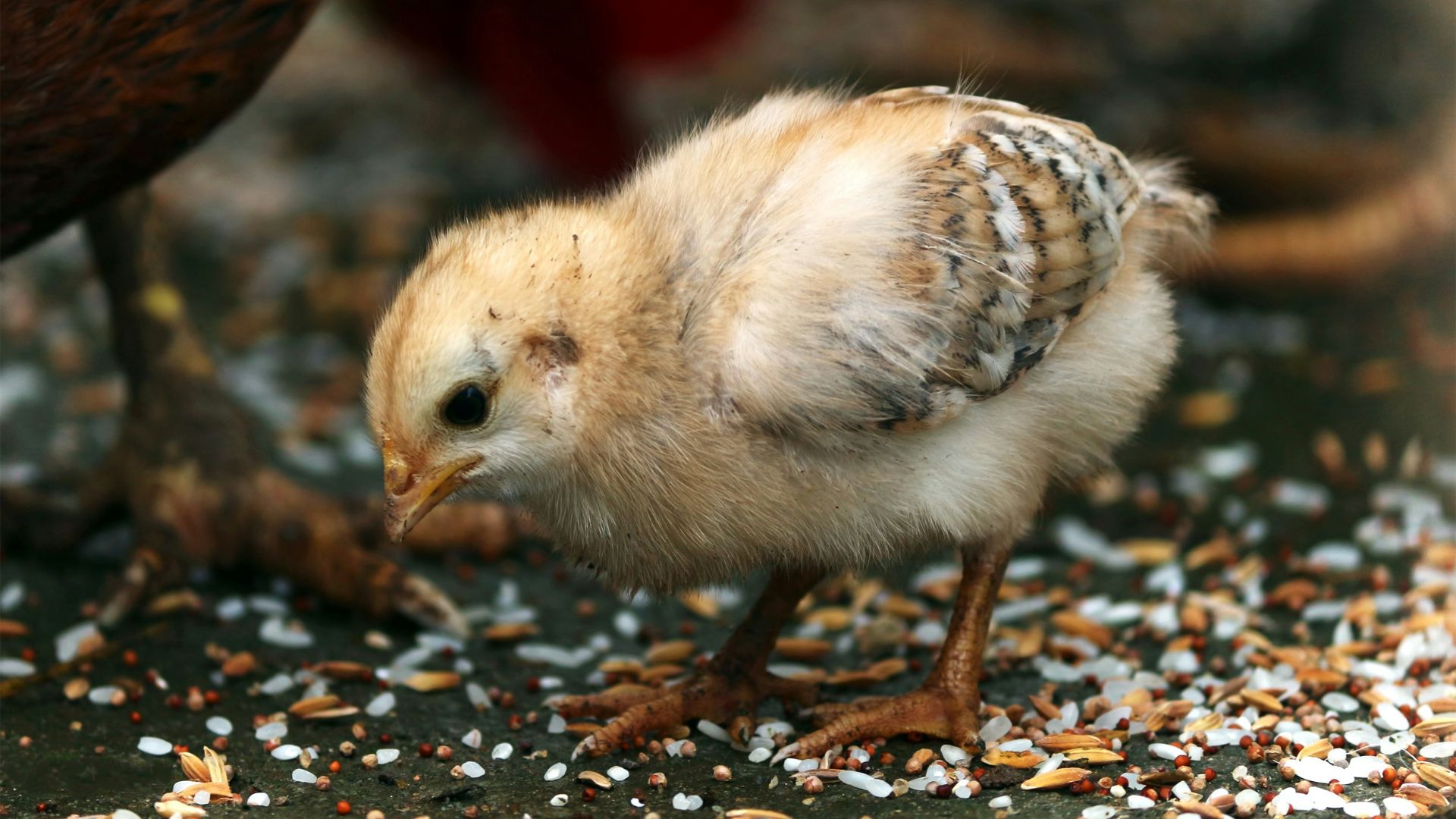 close-up photography of yellow chick eating rice