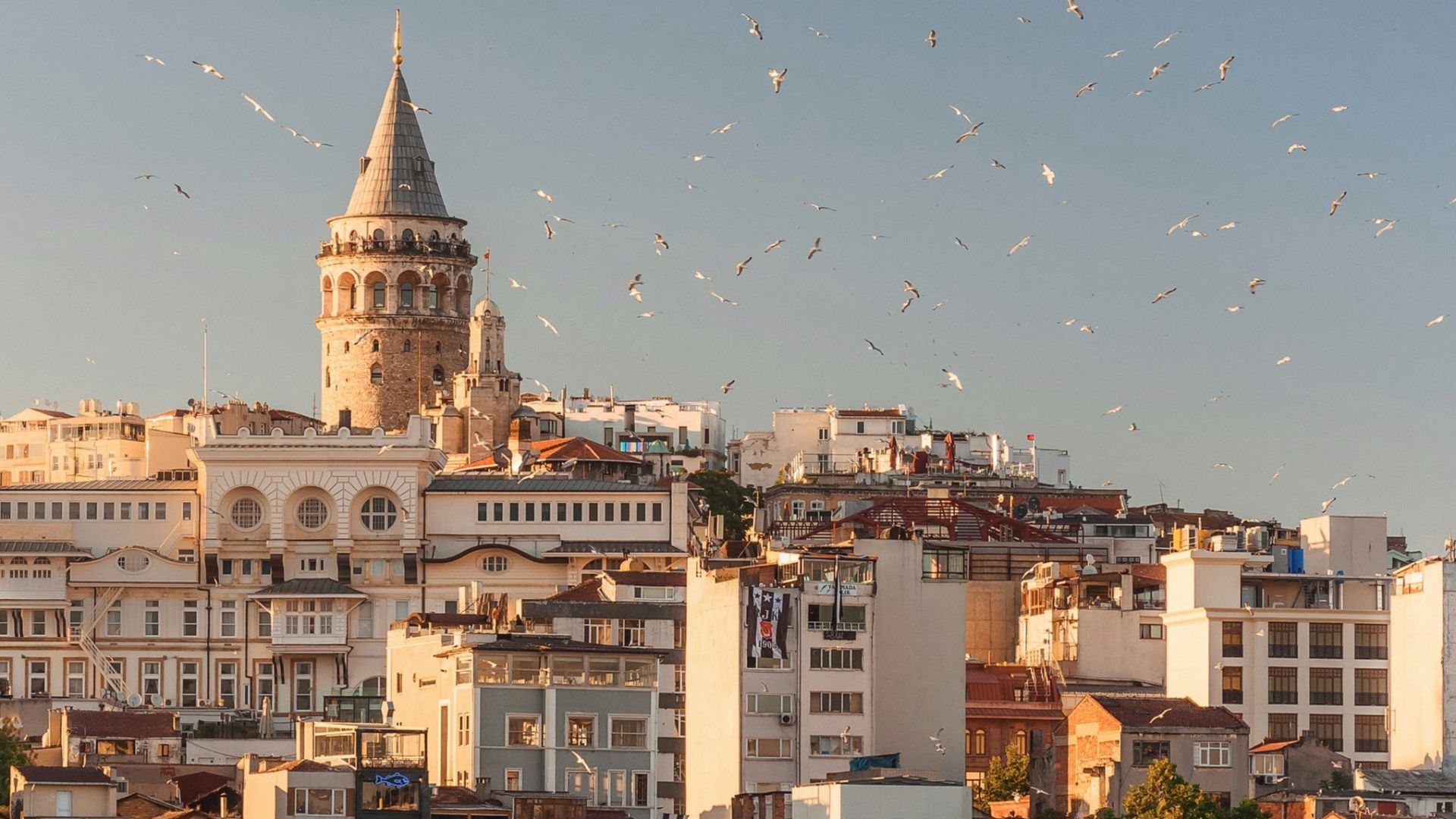 aerial view of buildings and flying birds