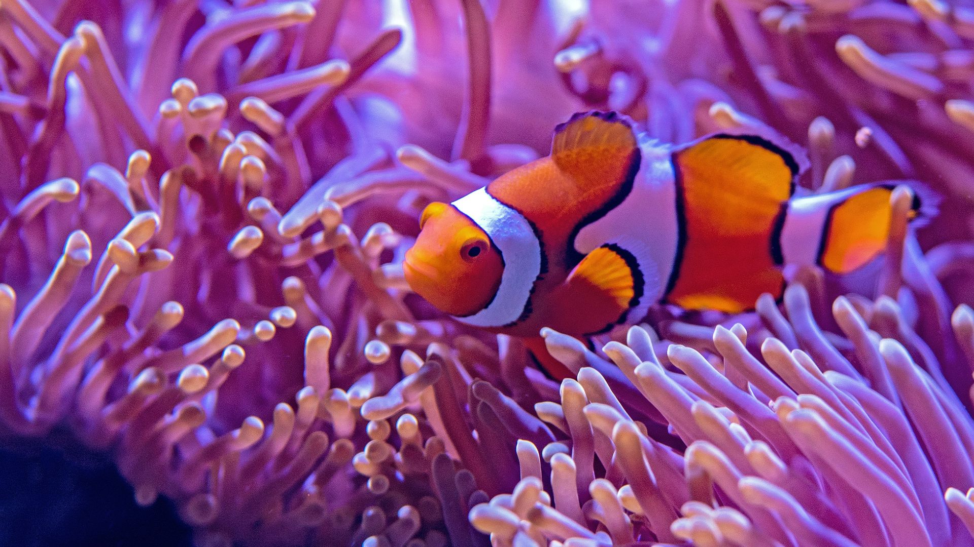 orange and white fishes