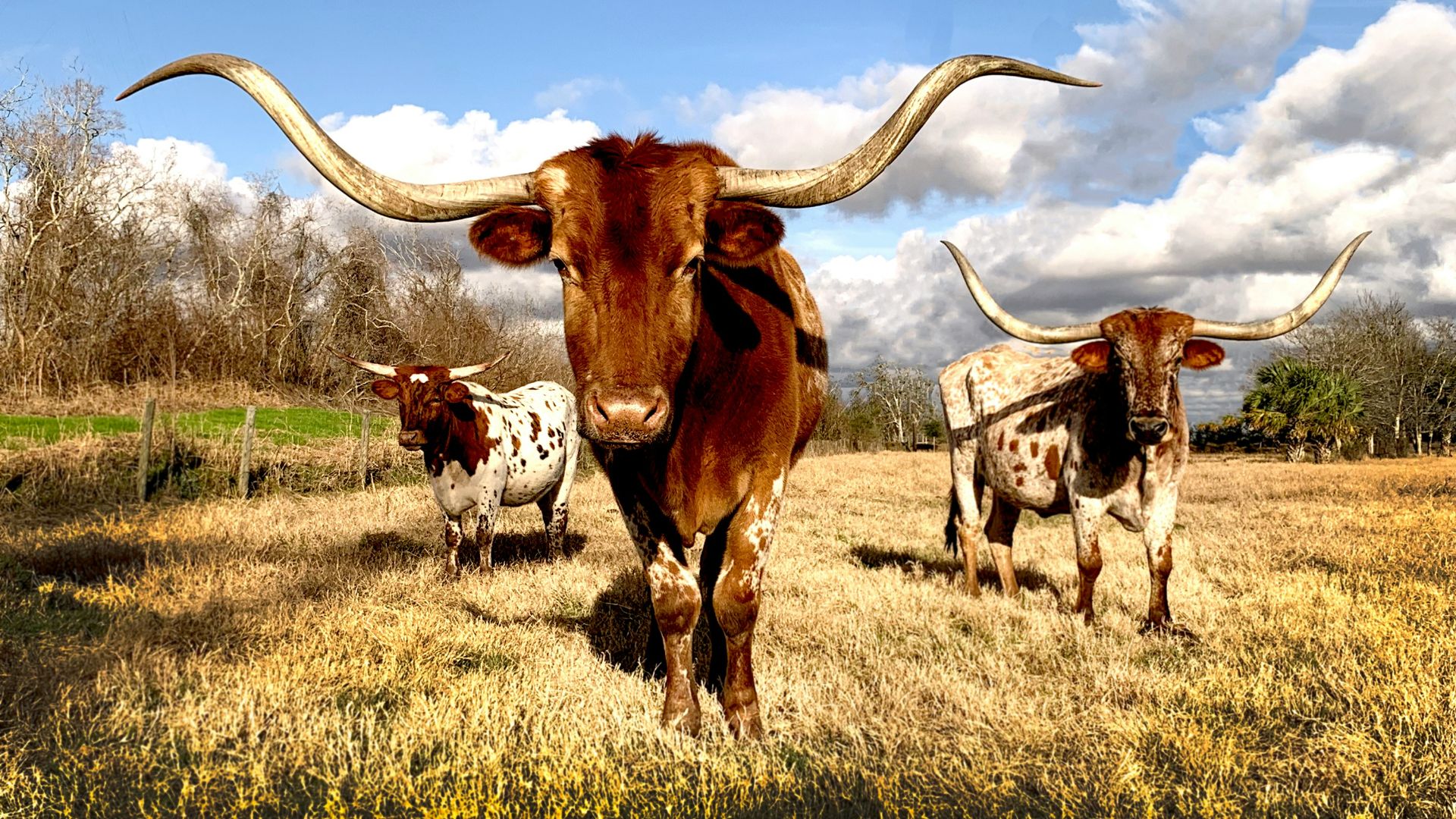 cows on grassy field under blue cloudy sky