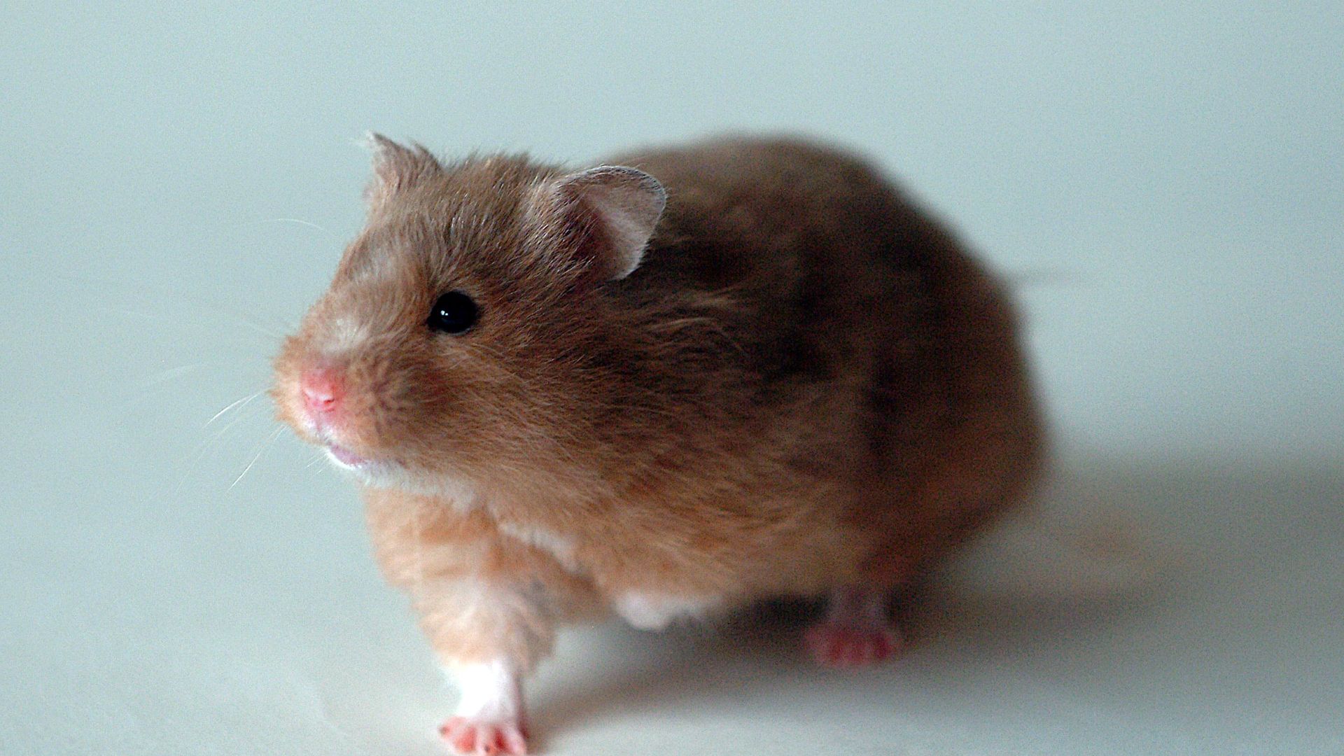 File:Golden hamster front 1.jpg