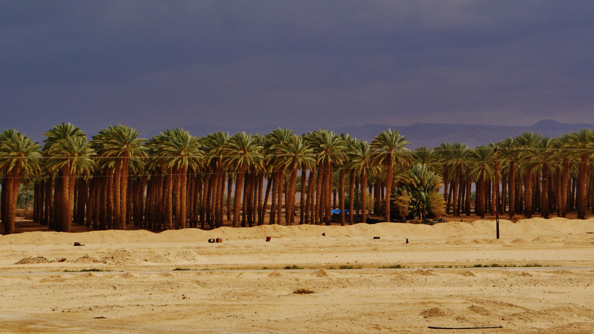 File:Israel Palmenplantage in der südlichen Negev-Wüste 3.JPG
