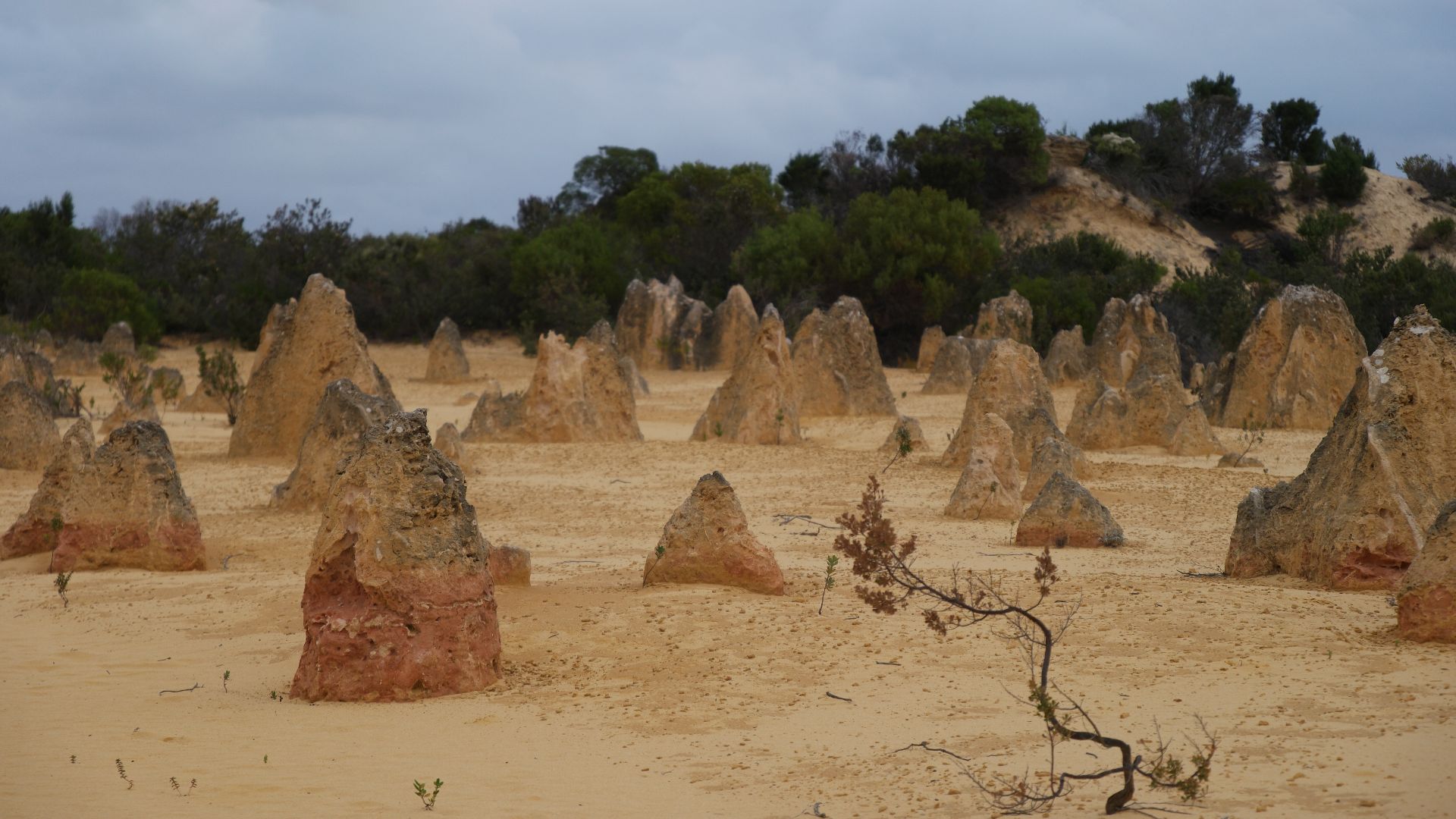 File:Pinnacles Desert, Nambung National Park, Western Australia 24.jpg