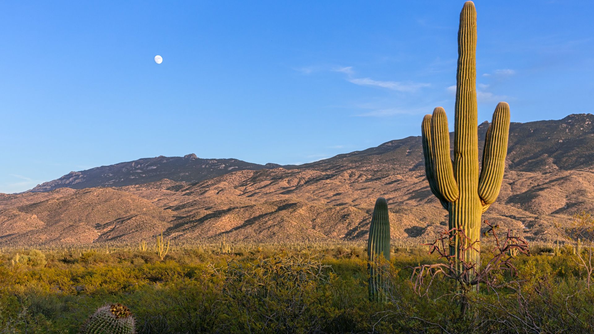 File:Sonoran Desert Hills (2022 11 05 Tucson Desert 08-CC).jpg