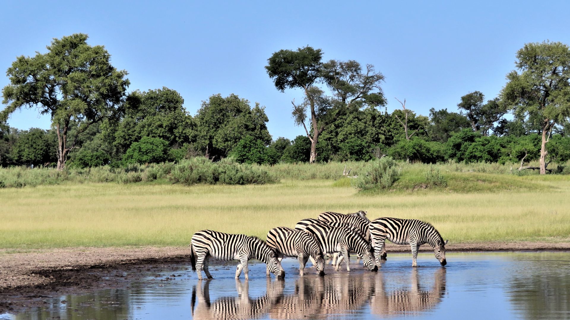 File:Okavango Delta, Zebras drinking.jpg