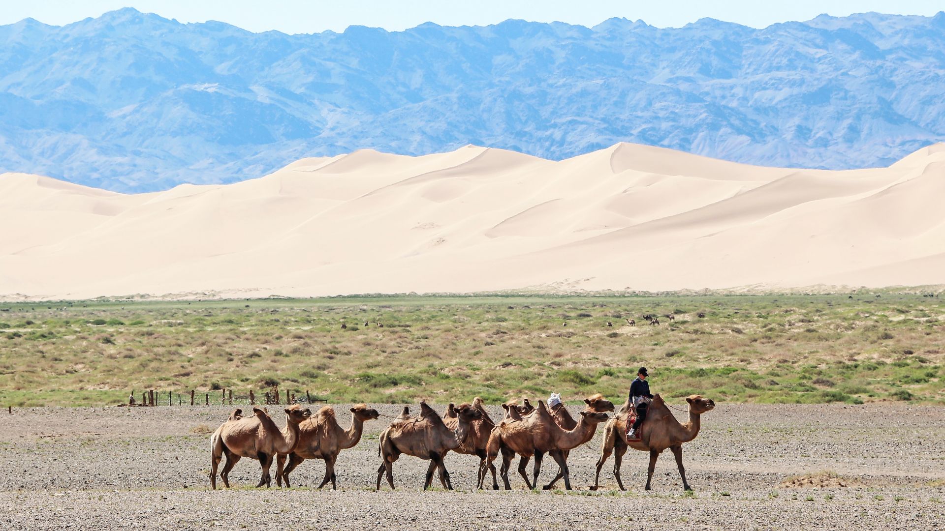 File:Camels at Khongoryn Els 01.jpg