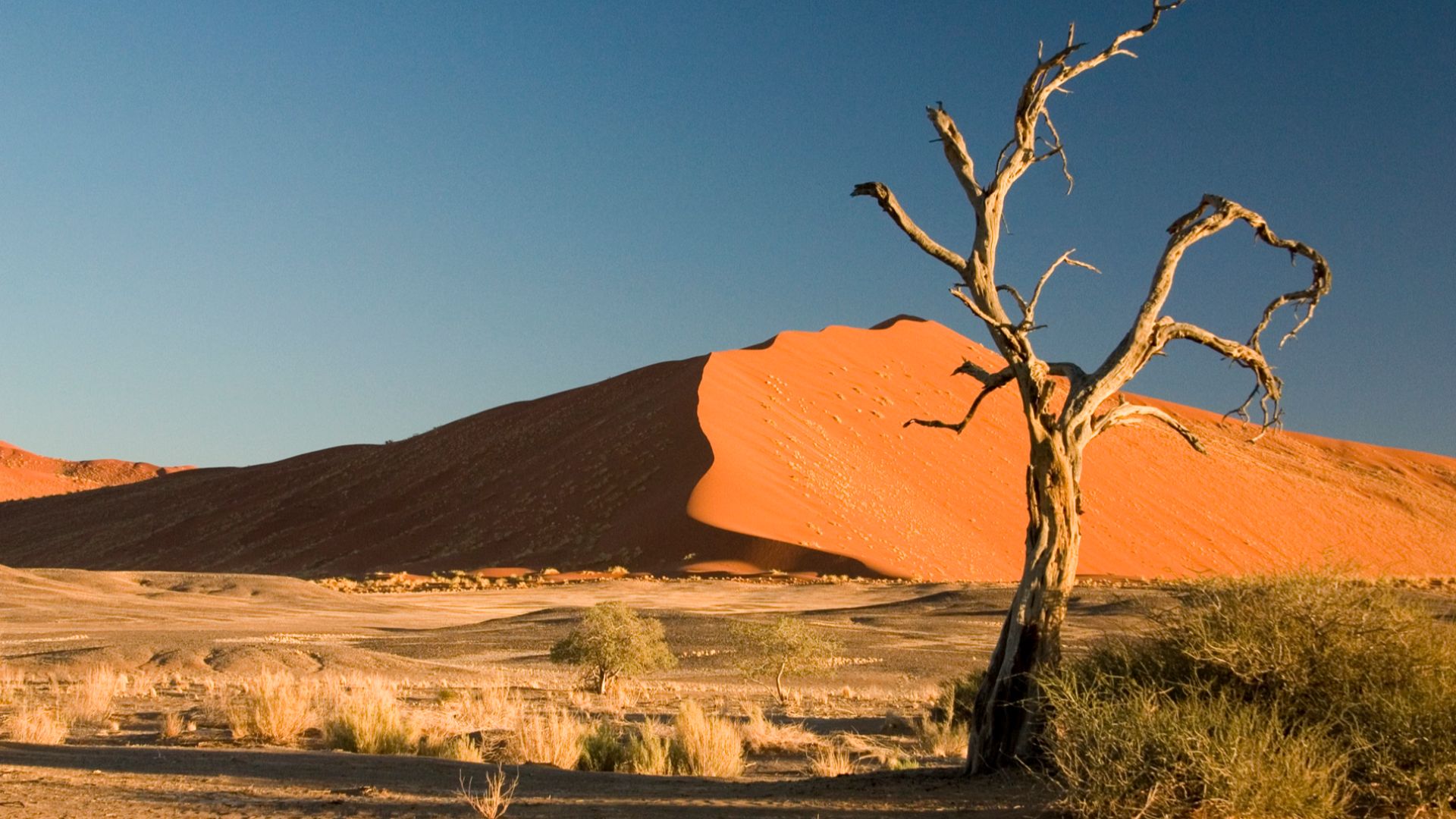 File:Thorn Tree Sossusvlei Namib Desert Namibia Luca Galuzzi 2004.JPG