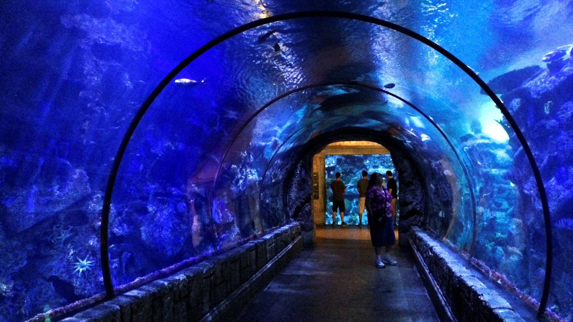 File:Mandalay Bay Aquarium - Underwater Tunnel.jpg