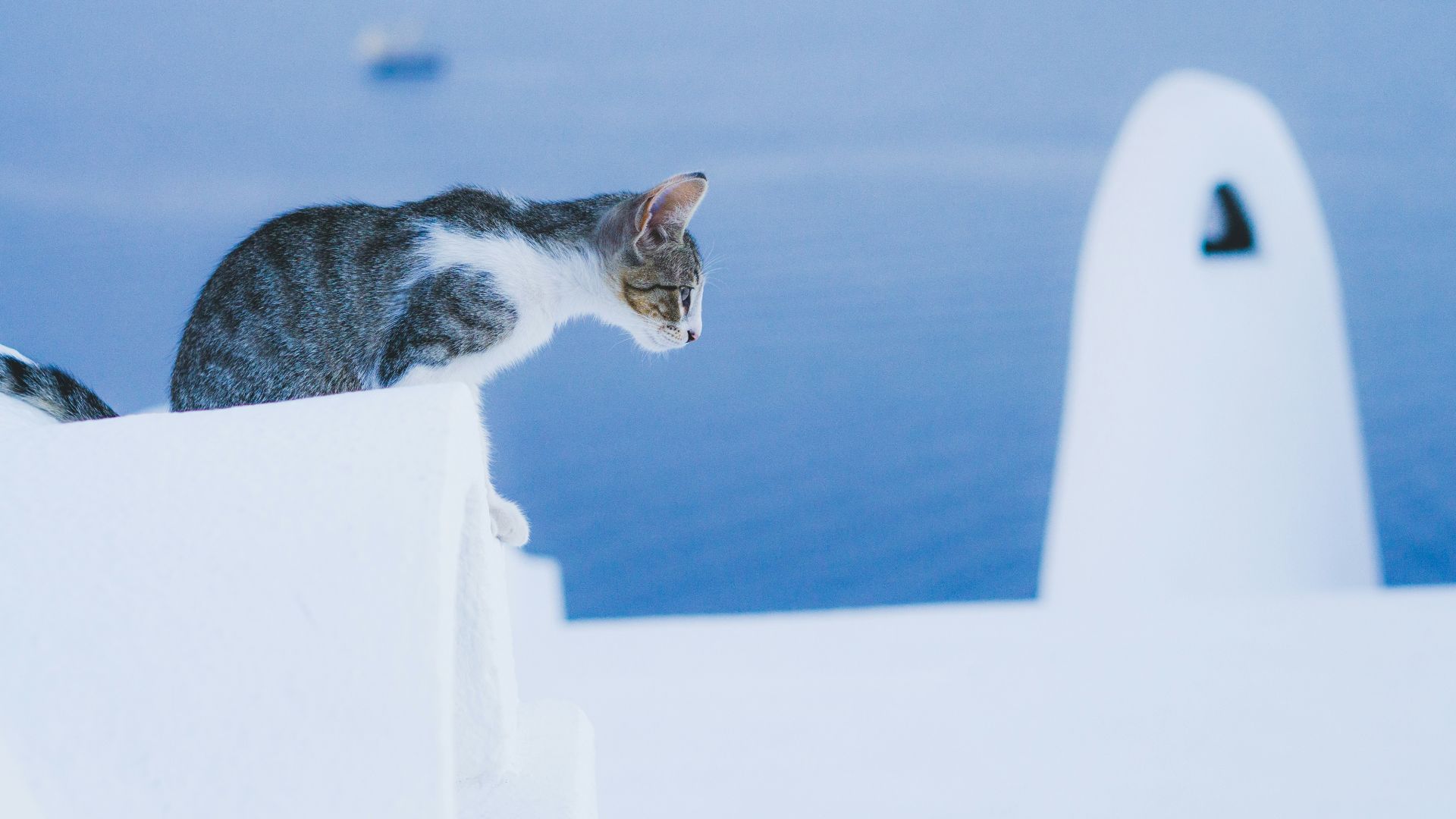 gray and white standing near body of water